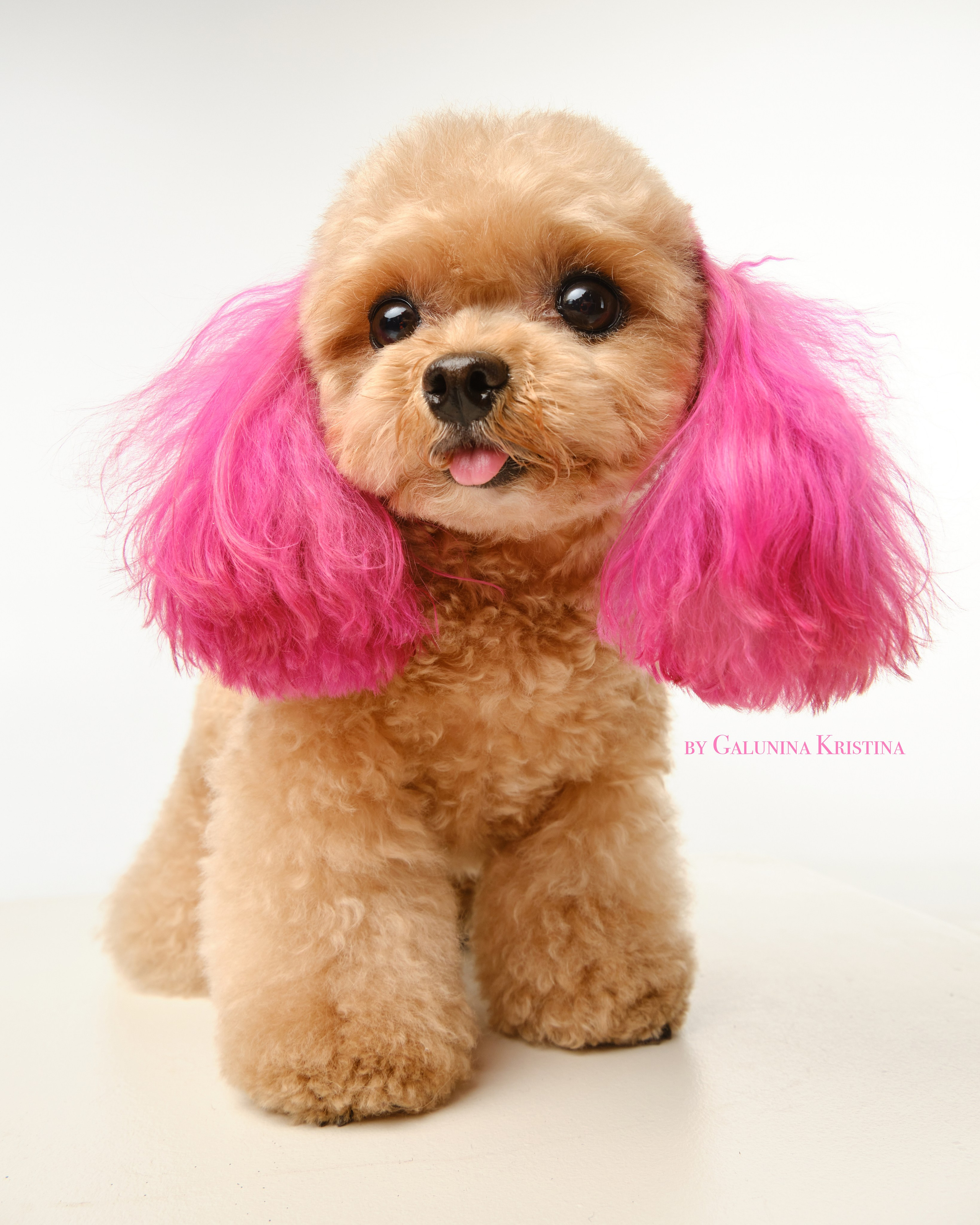 Мальтипу. Фотограф в Москве — Галунина Кристина