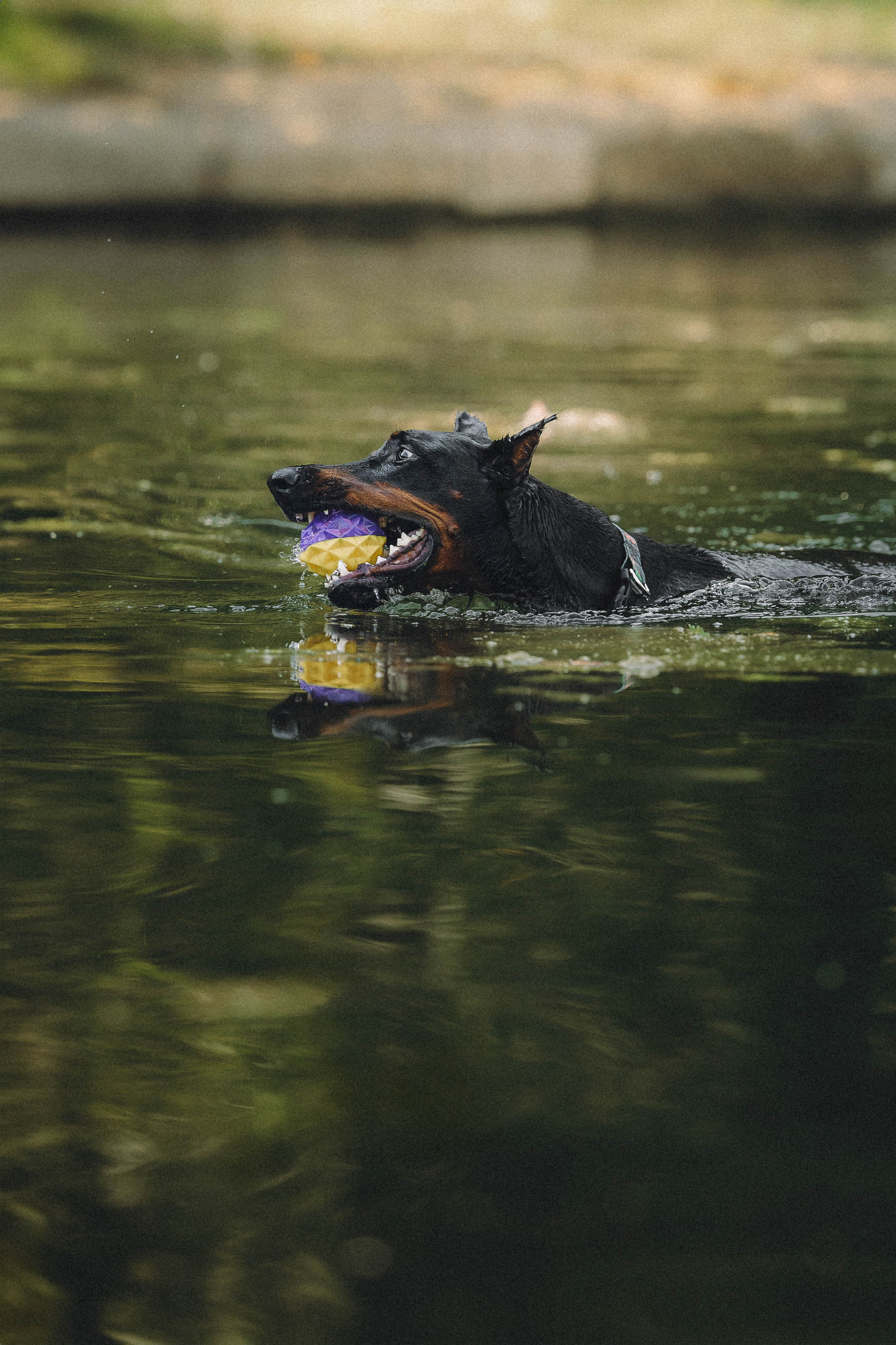 Паша и Хайди