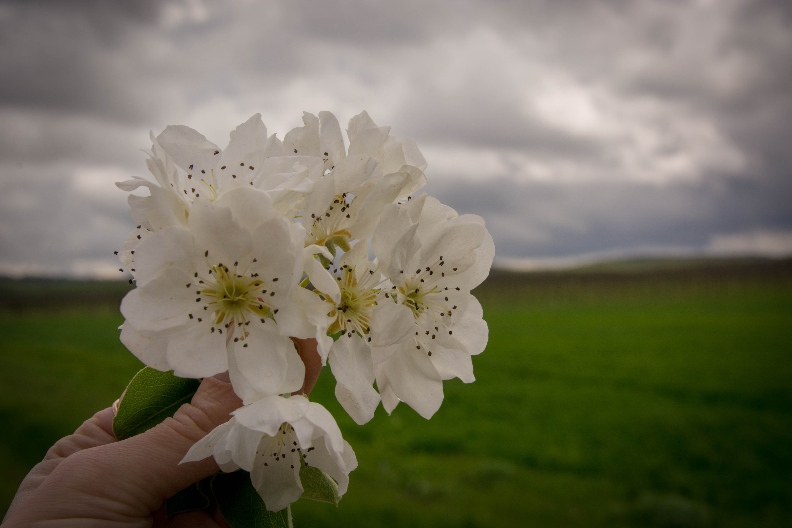 Природа в фотографии, взгляд на прекрасное через объектив фотоаппарата. Елена Волкова семейный фотограф в станице Гостагаевской города-курорта Анапа