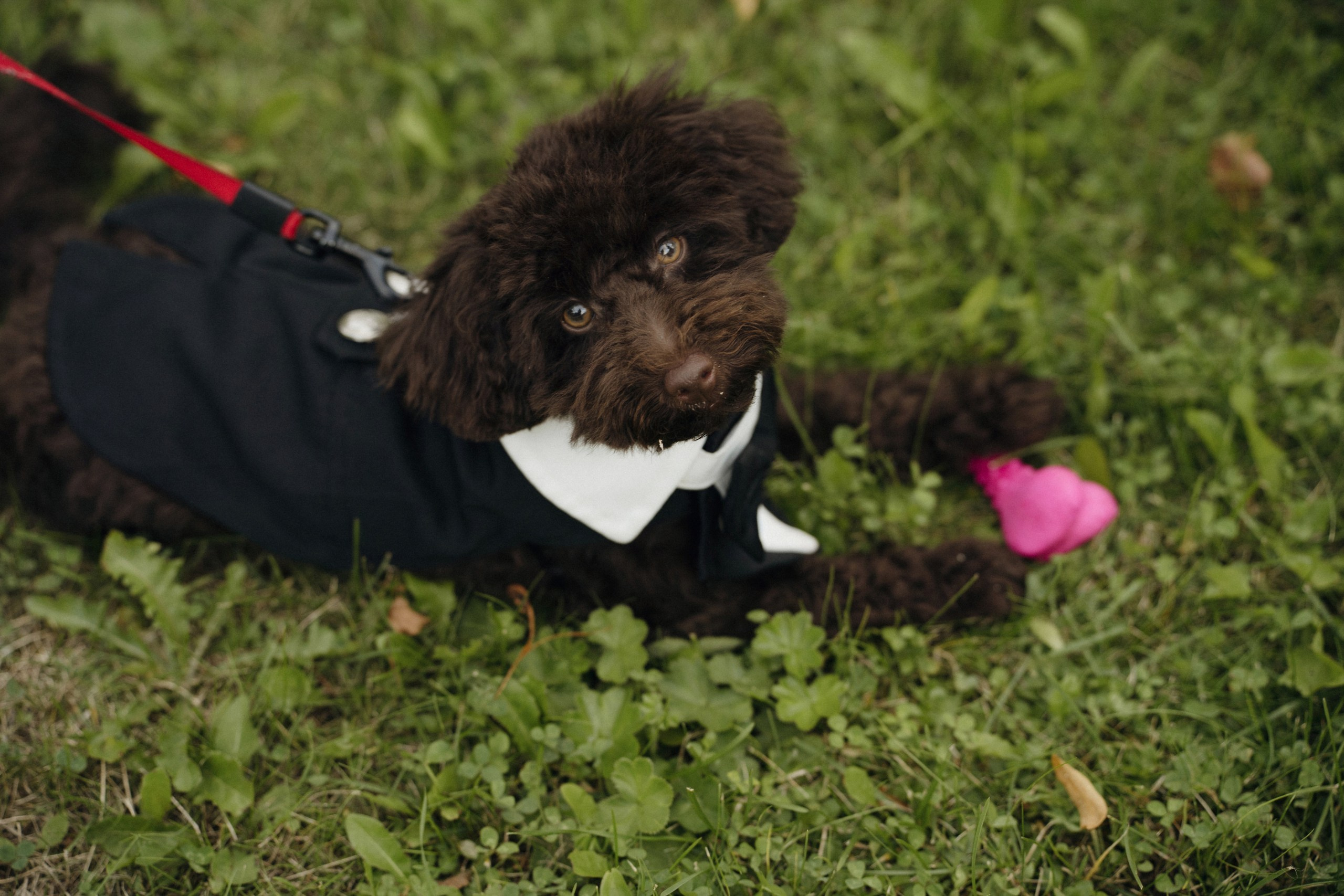730. Павел Мерк. Стильная свадебная фотография