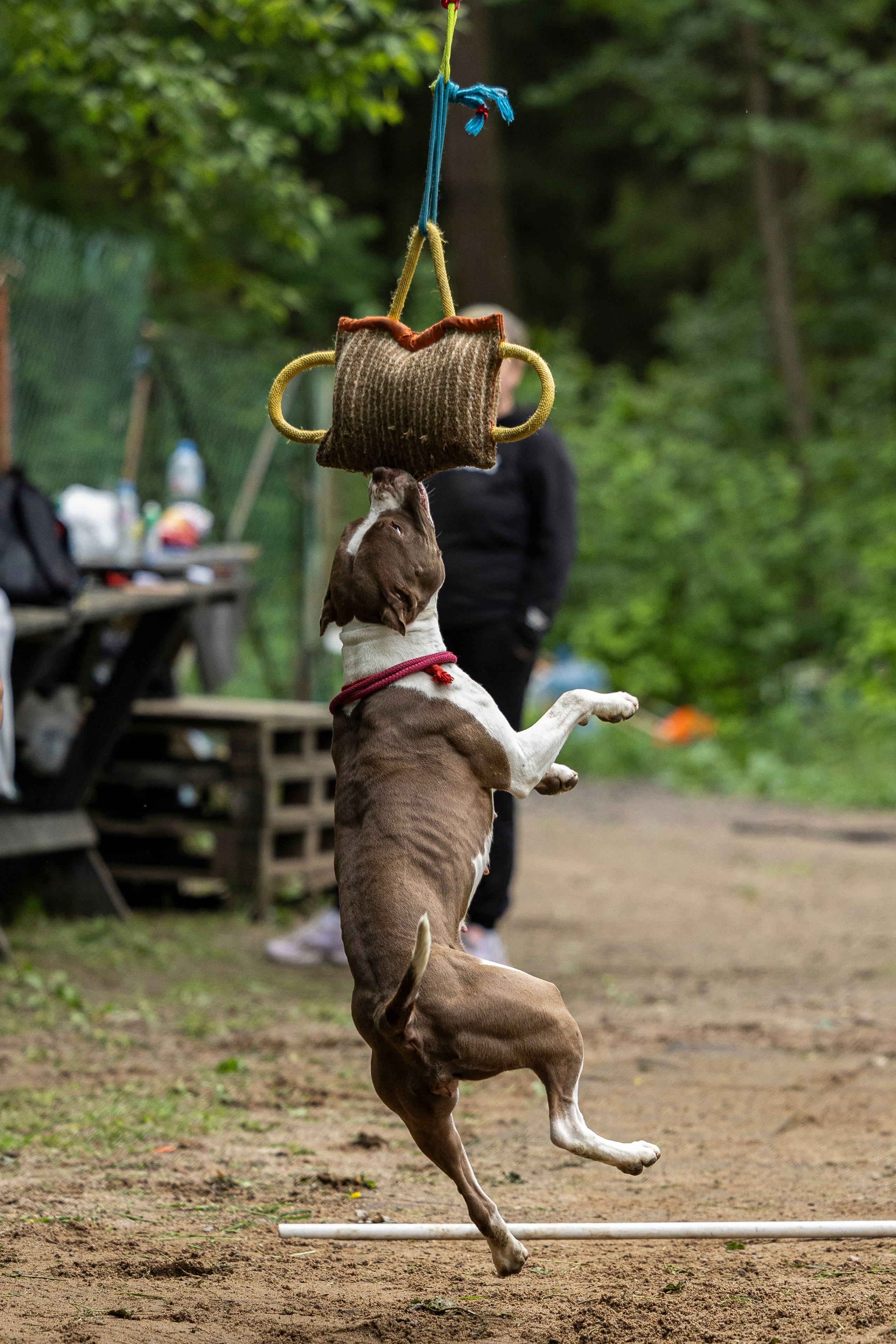 Пит-стафф многоборье. Фотограф-анималист Анна Маринич