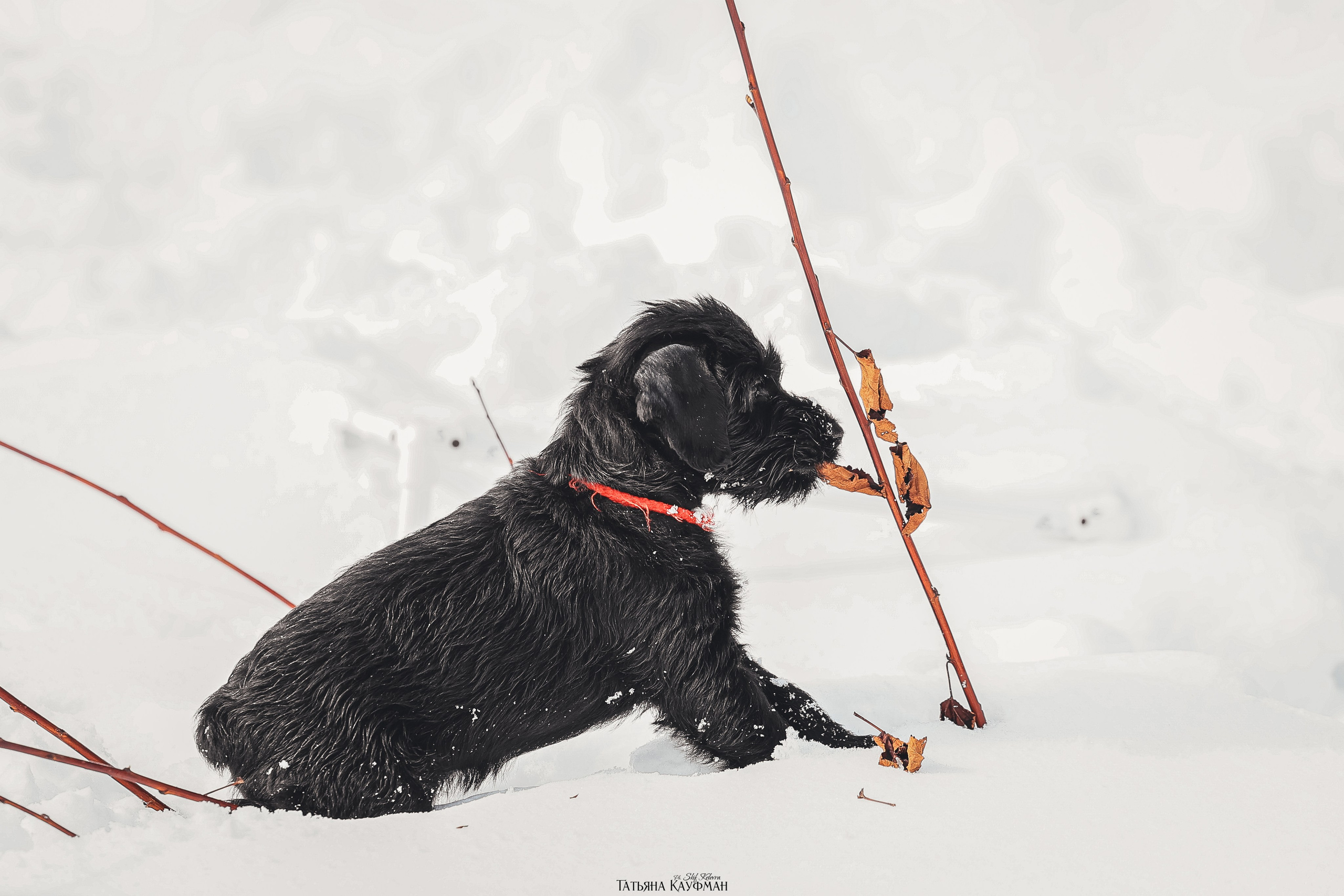 Ризеншнауцер, щенки ризеншнауцера, купить ризеншнауцера, купить щенка, ризеншнауцер Новосибирск, фотосъемка щенков, фотосессия собак, заказать фотосессию, фотографии щенков, сфотографировать щенка, фотограф Анималист, фотограф собак Новосибирск, фотограф анималист Новосибирск