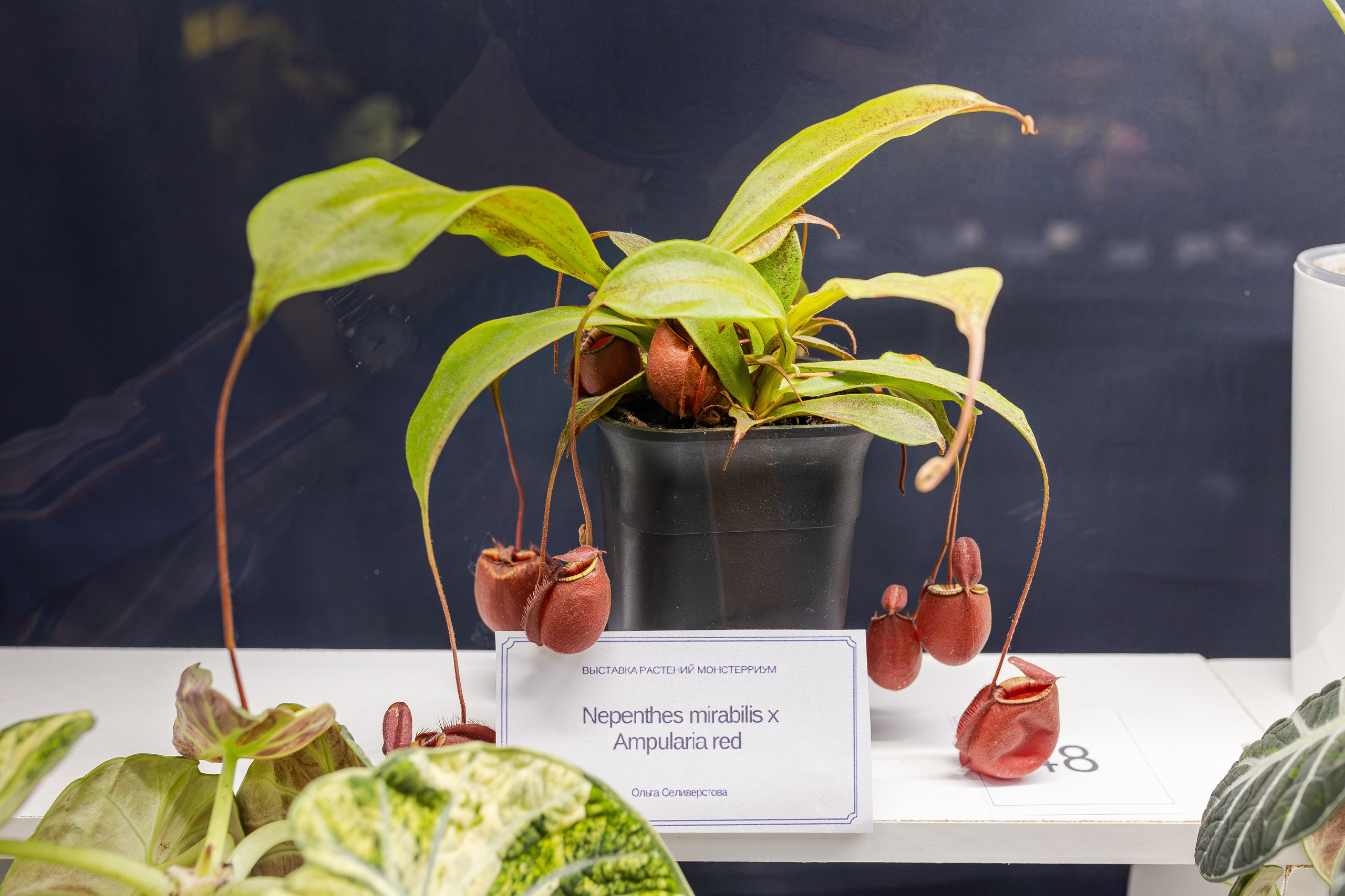 Монстериум апрель 2026. Александра Куликова фотограф, Москва