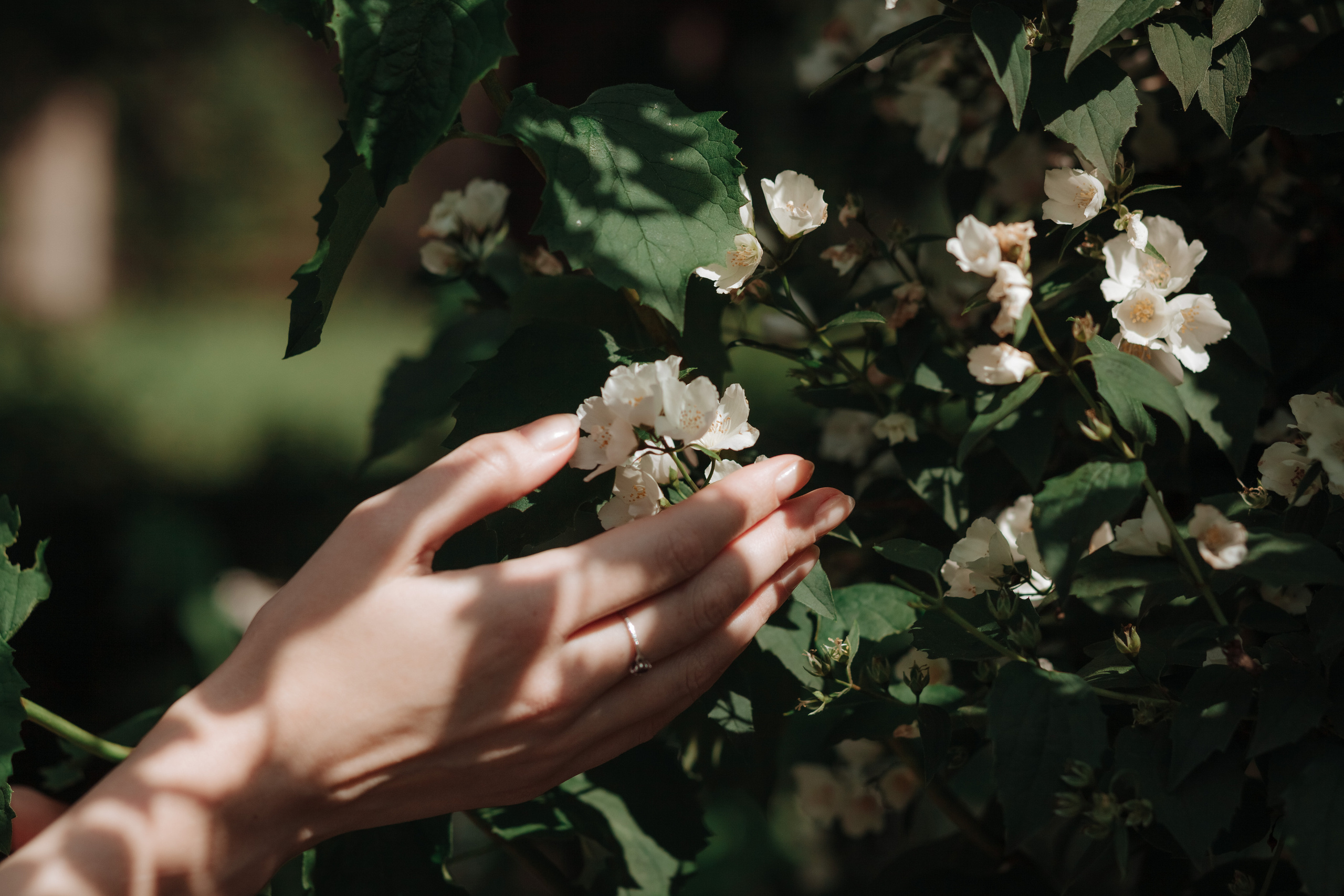 Лида и о.Даниил — прогулка среди роз. Χελιδόνι Семейный и церковный фотограф в Крыму и Симферополе Валерия Г