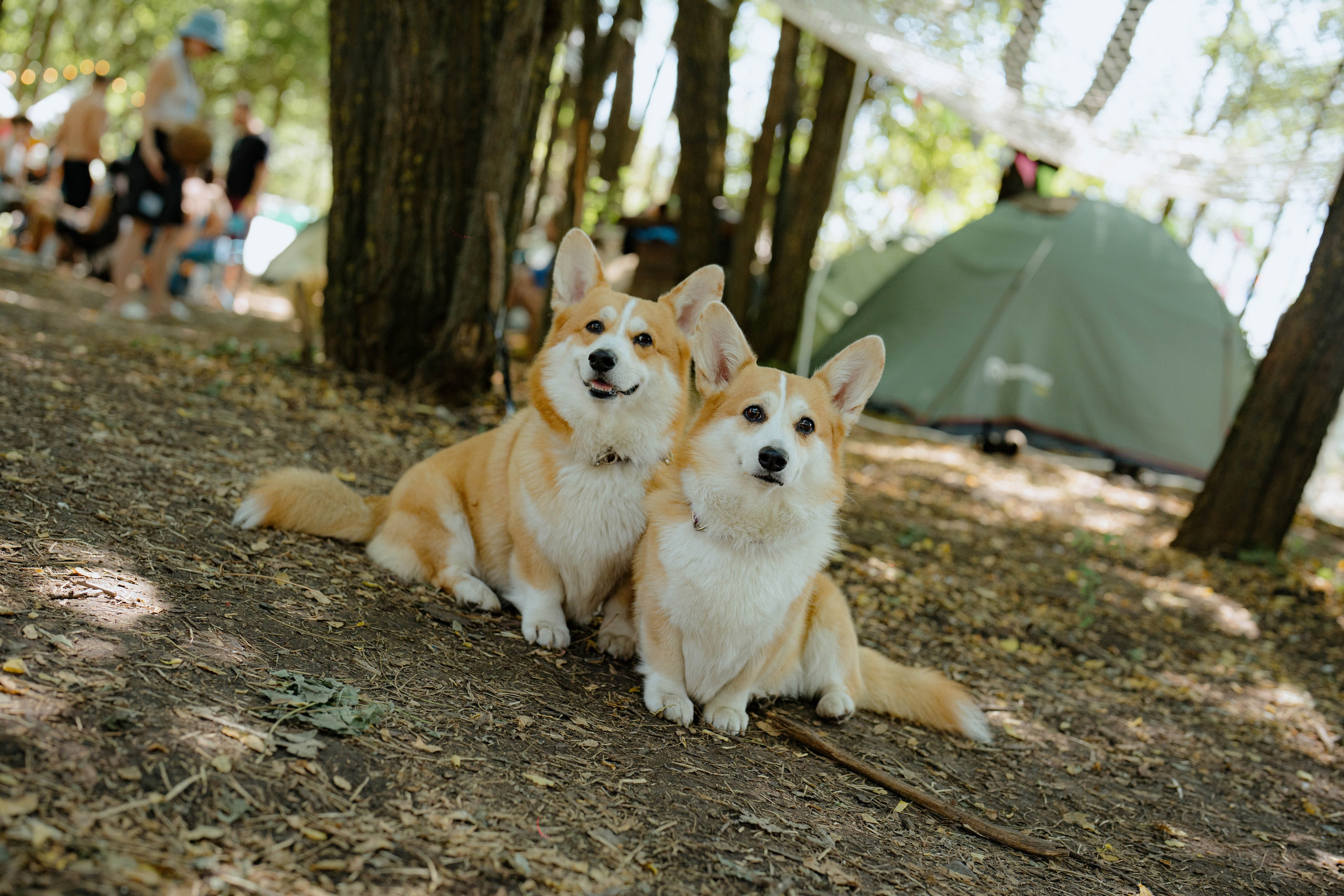 ASS FAMILY | СОН В ДЕРЕВНЕ | АВИАРЕЖИМ 8.0