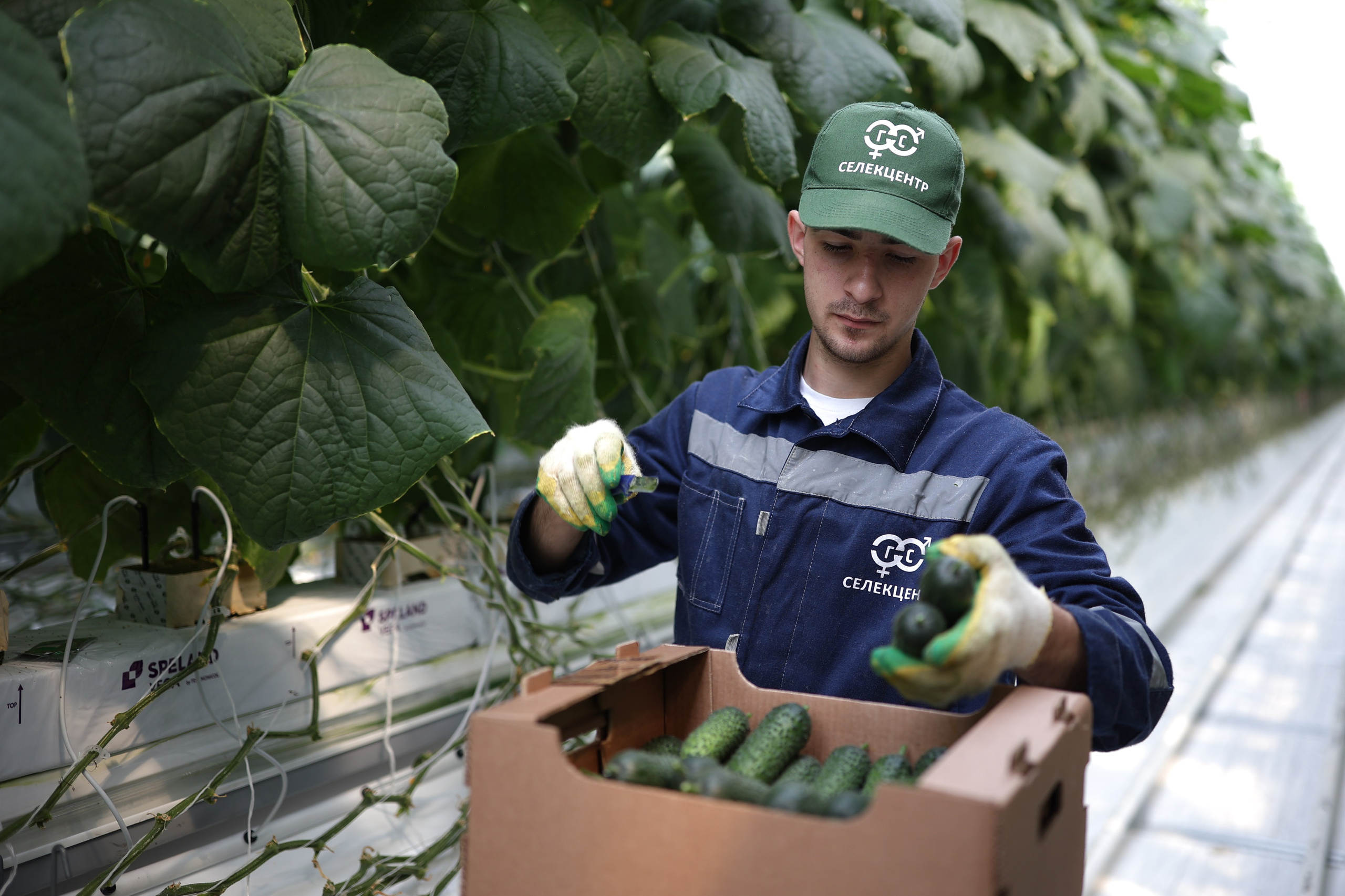 Агро. Тимкив Виталий репортажный фотограф в Краснодаре