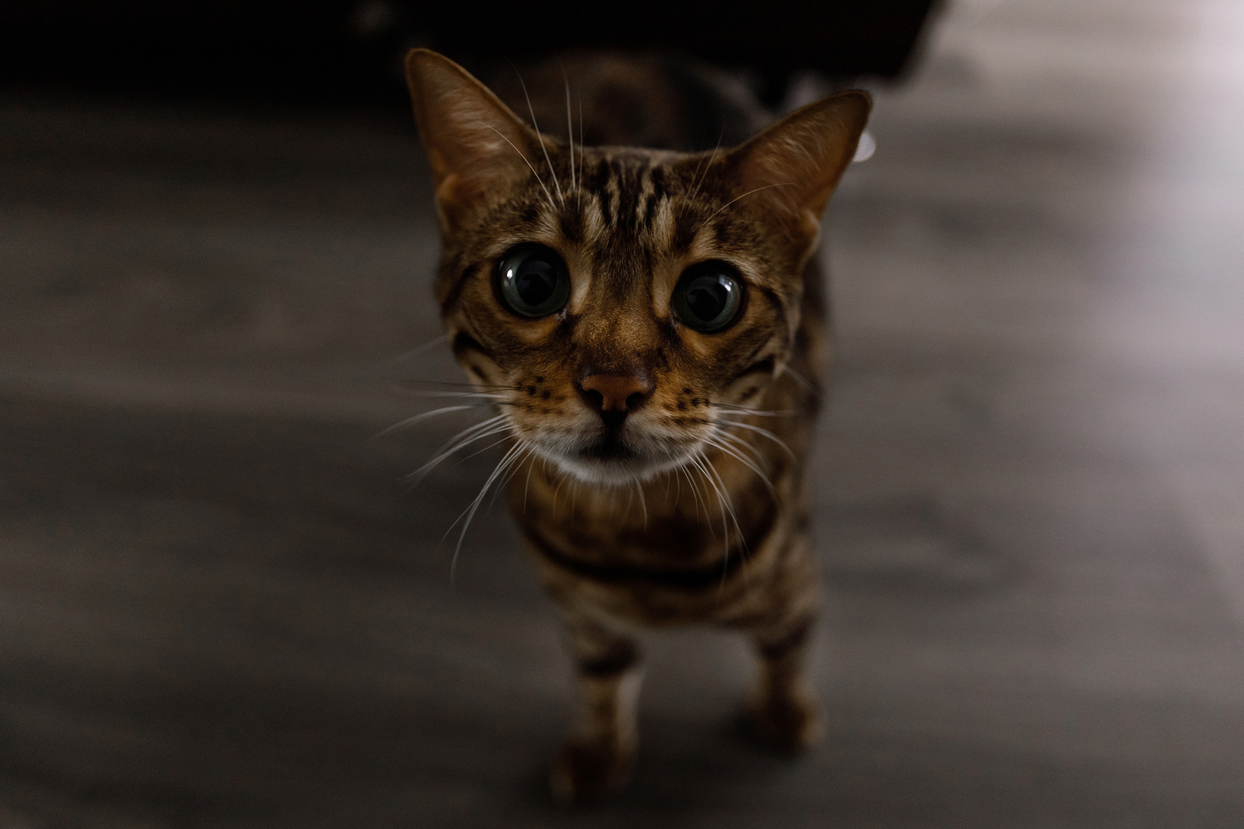 Ира и Илья. Свадебный и портретный фотограф в Нижнем Новгороде Дарья Воронова