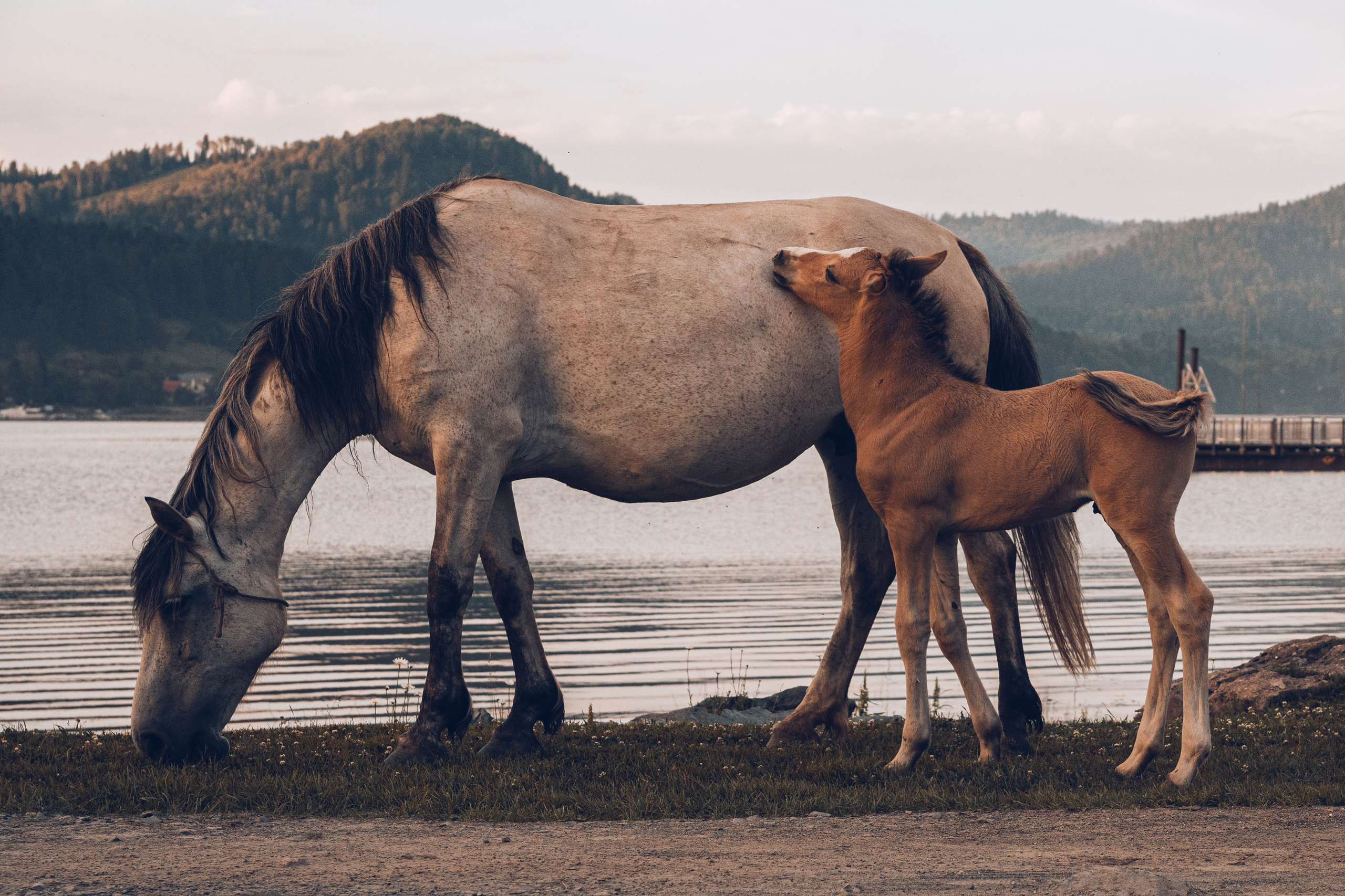 Алтай. Gusarov Travel Photography