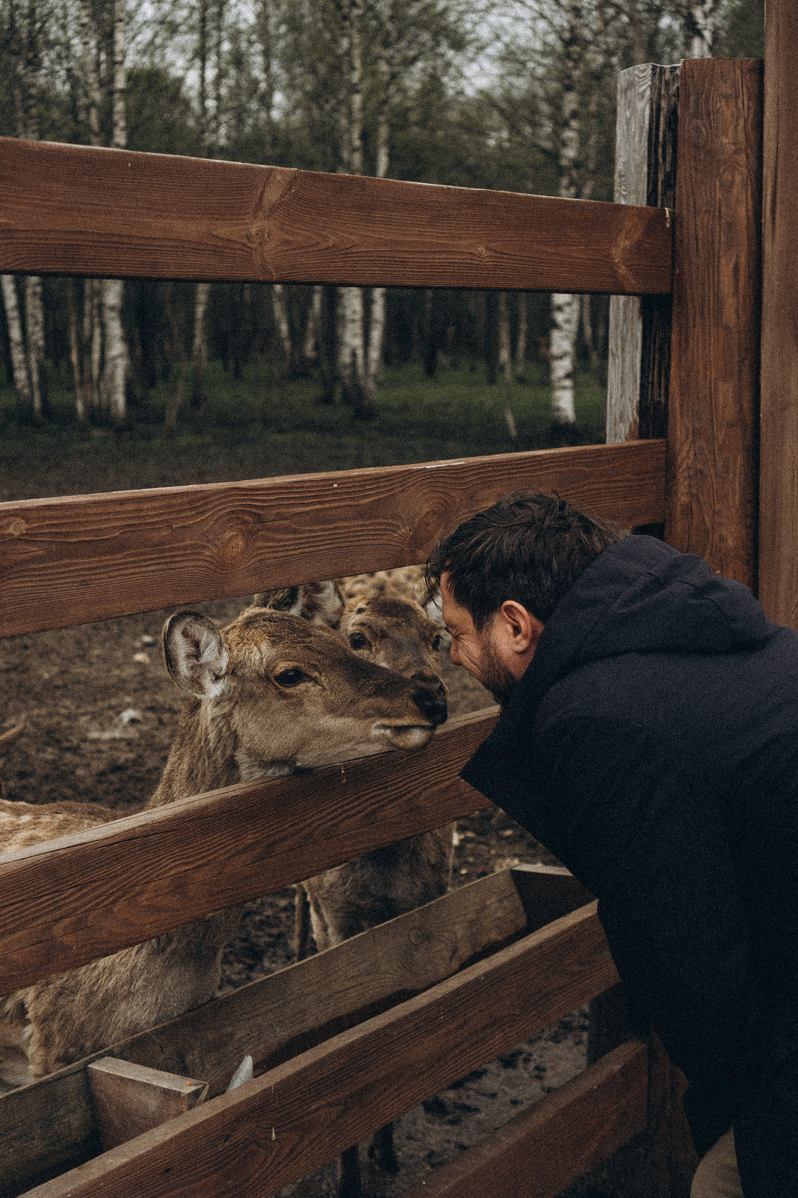 ОЛЕНЬЯ ФЕРМА В ТВЕРИ. Профессиональный фотограф, Санкт-Петербург — Виктория Богомолова