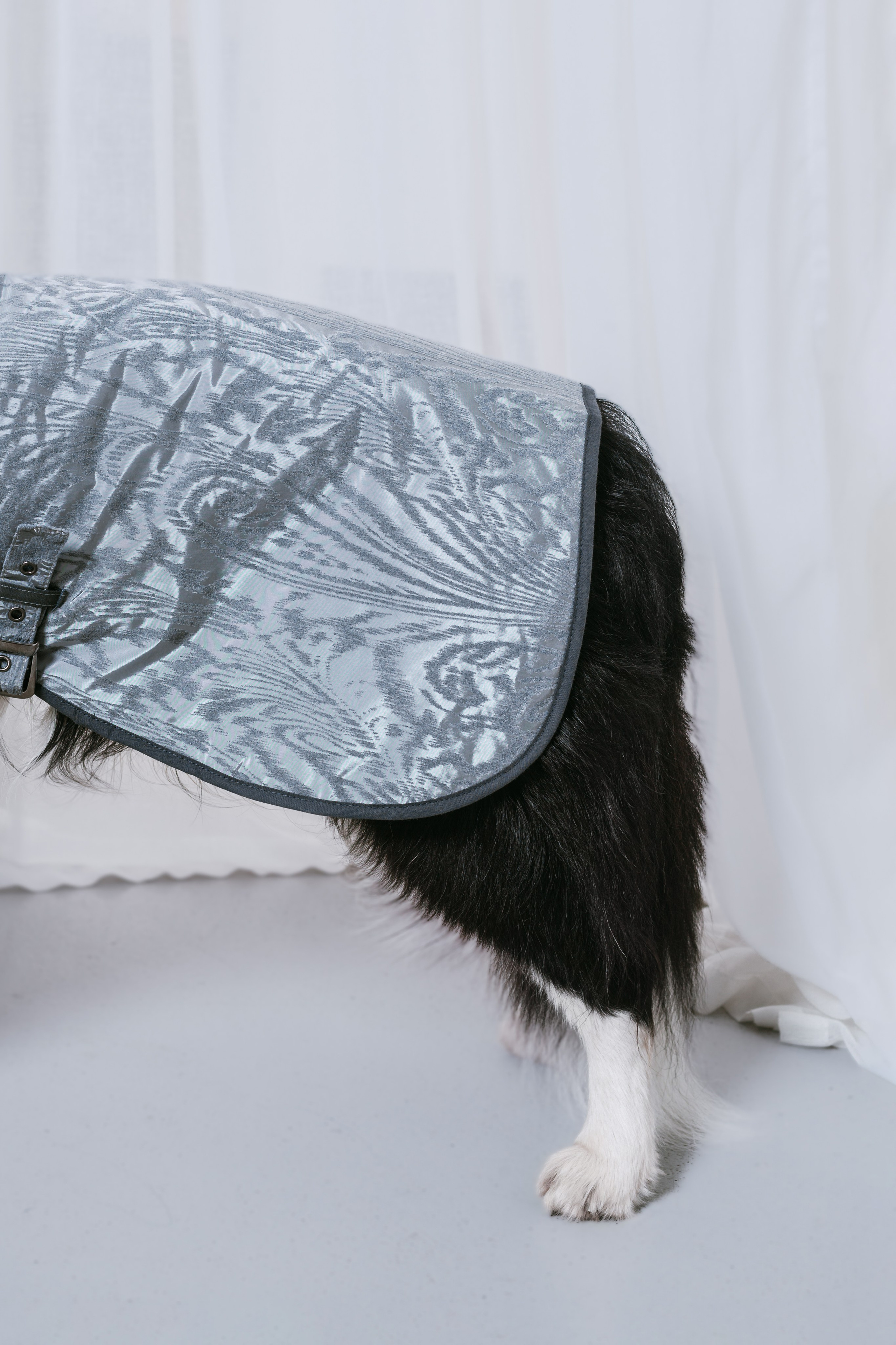 Съемка для бренда TEDDYBOY. Фотограф-анималист Татьяна Степанова