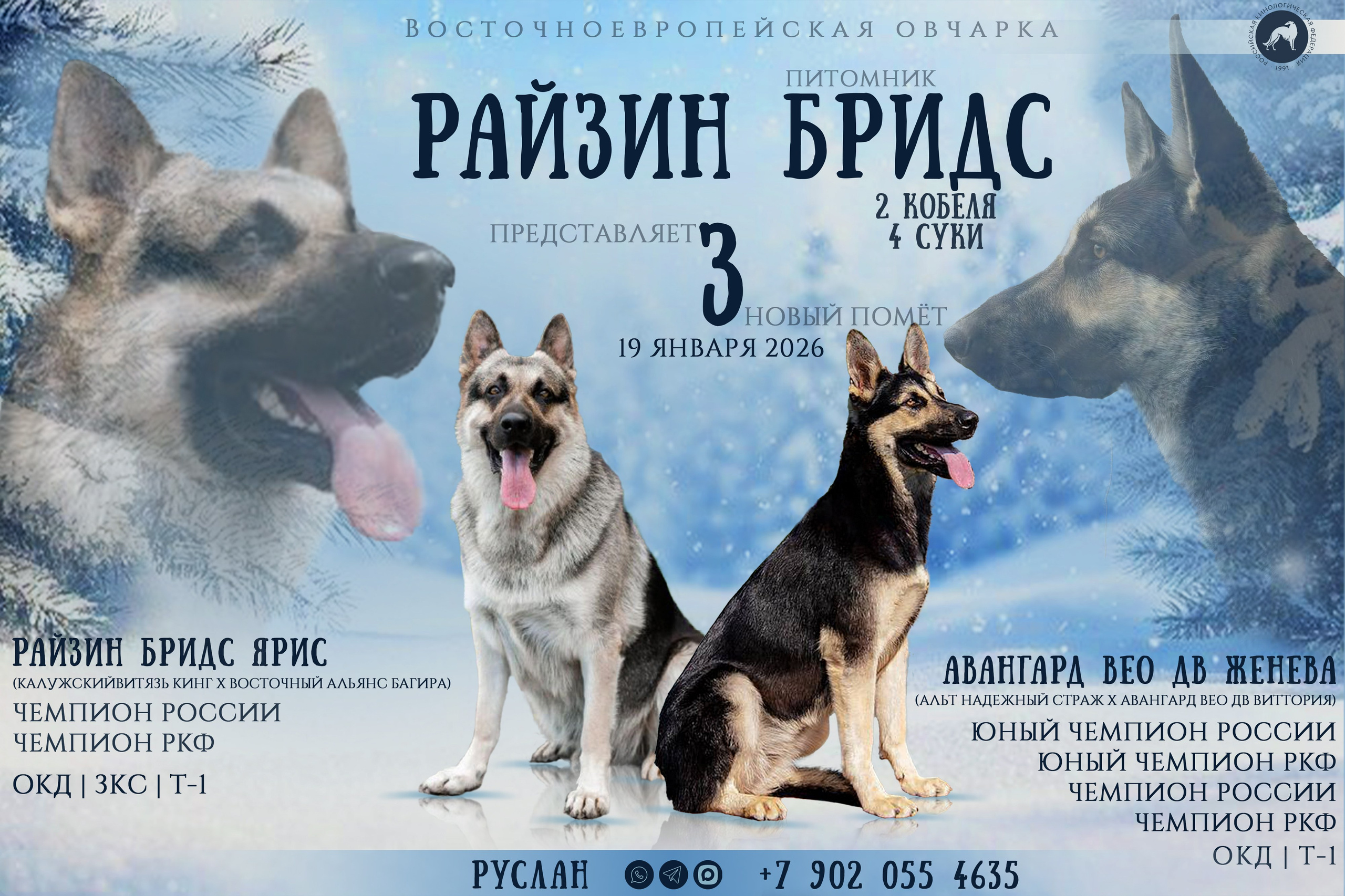 Анонсы помётов. Фотограф анималист Благовещенск. Сафонова Виктория