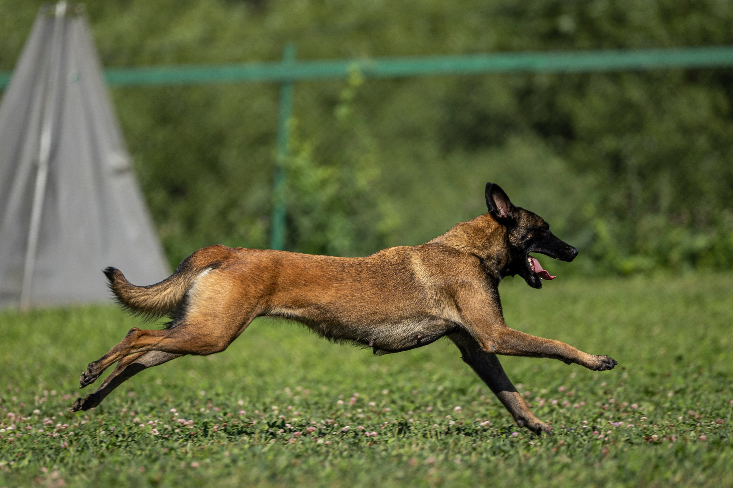Соревнования по Мондьорингу г. Вологда 10-11.08.2024. Фотограф-анималист Анна Маринич