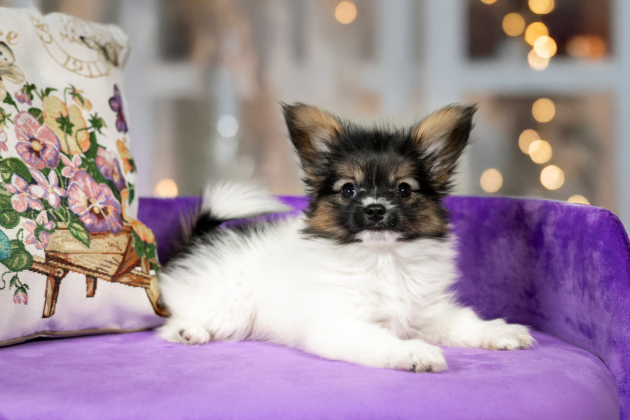 Щенки Папильона. Фотограф анималист в Санкт-Петербурге Таша Крейв