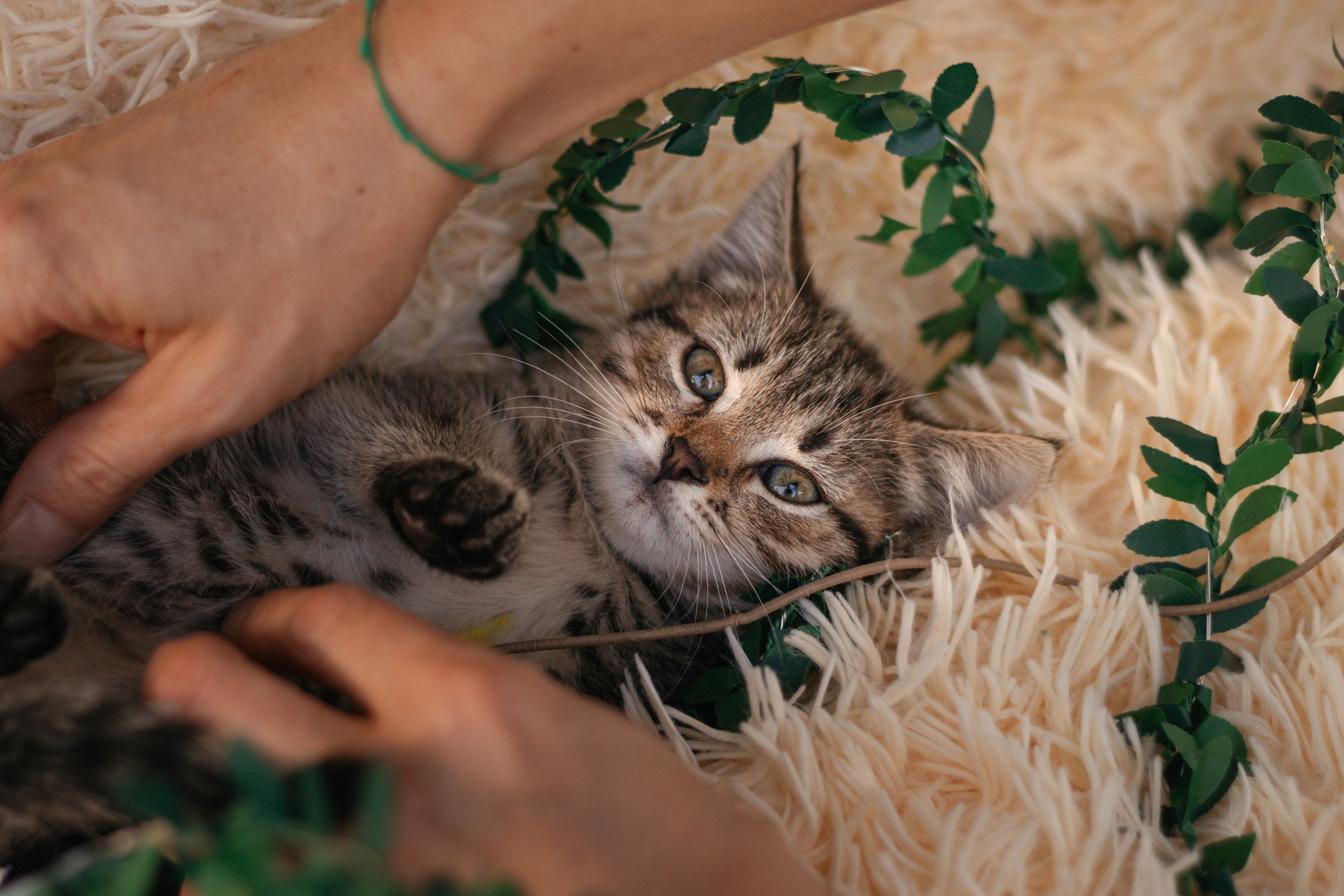 Котики на пиар. Фотограф в Москве (анималистика, коммерция, репортаж, спорт)