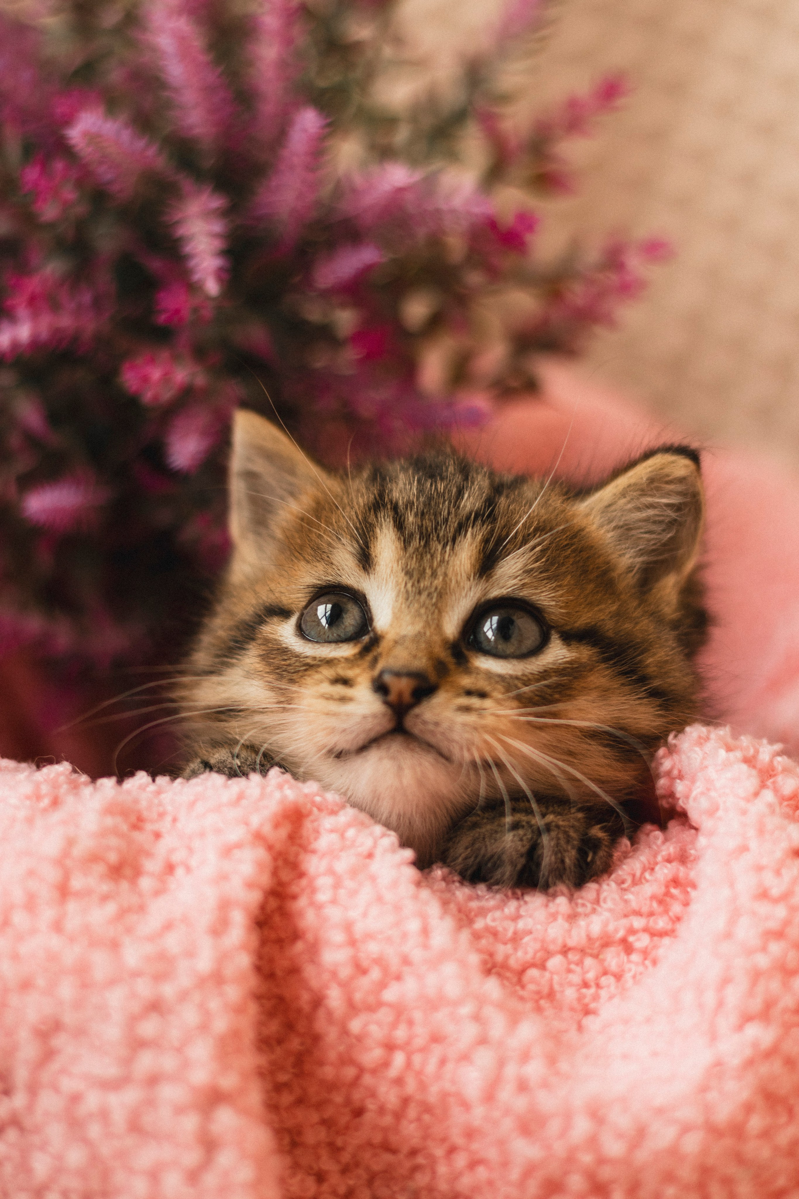 Котики. Фотограф в Москве (анималистика, коммерция, репортаж, спорт)