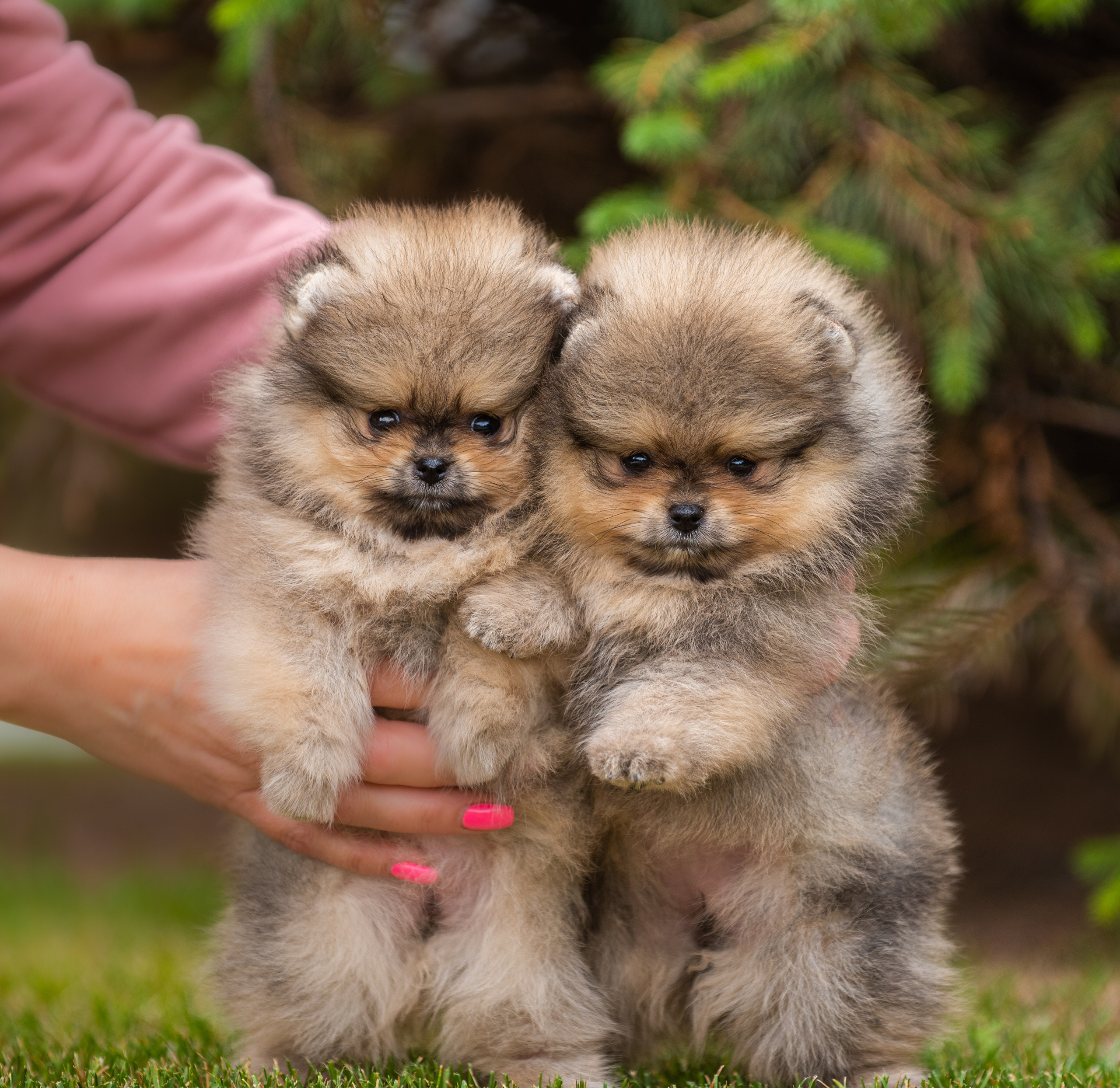 Шпицы щенки. Главная