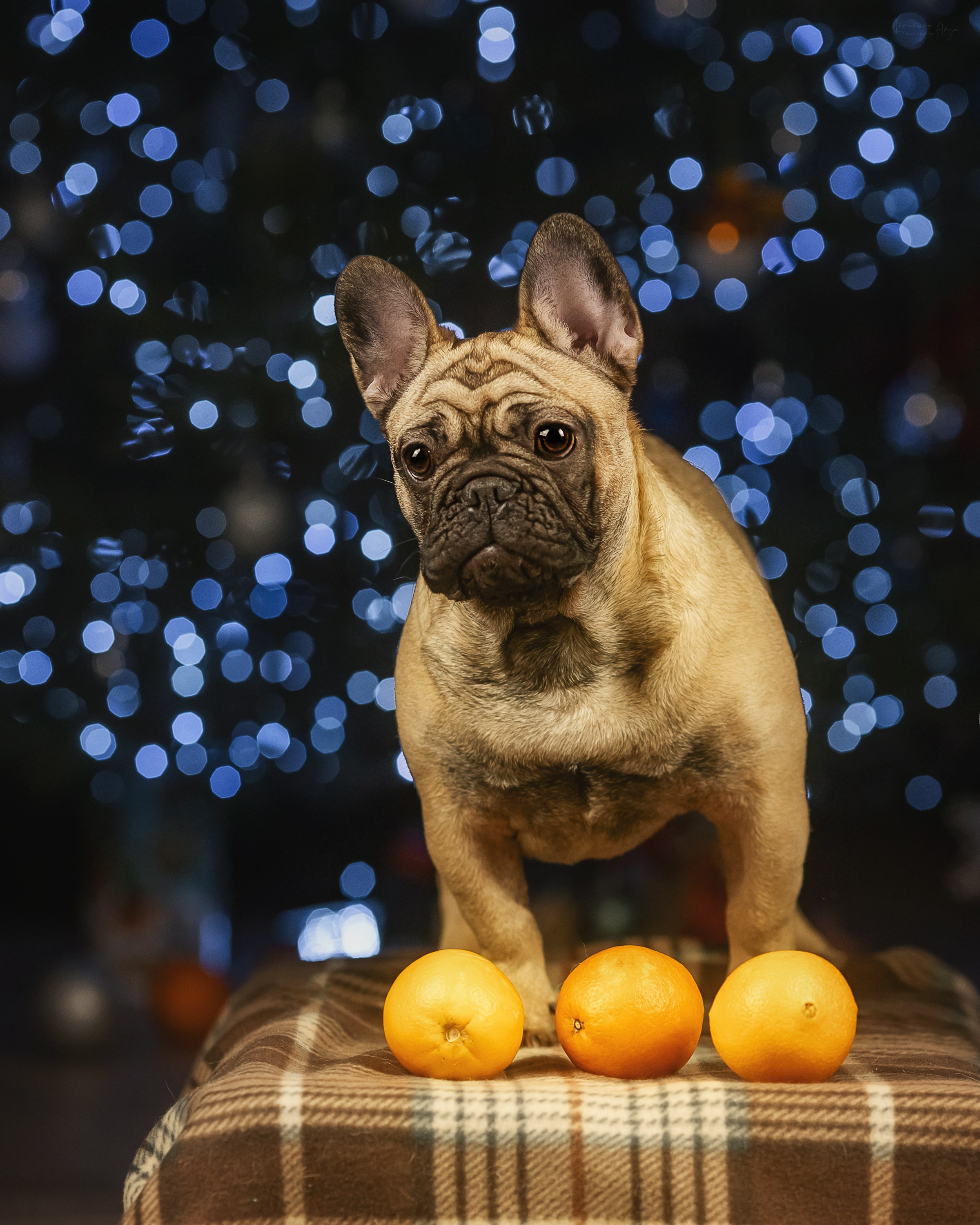 Фотодень_1 2025. Фотограф анималист Аня Ливанова | Рыбинск