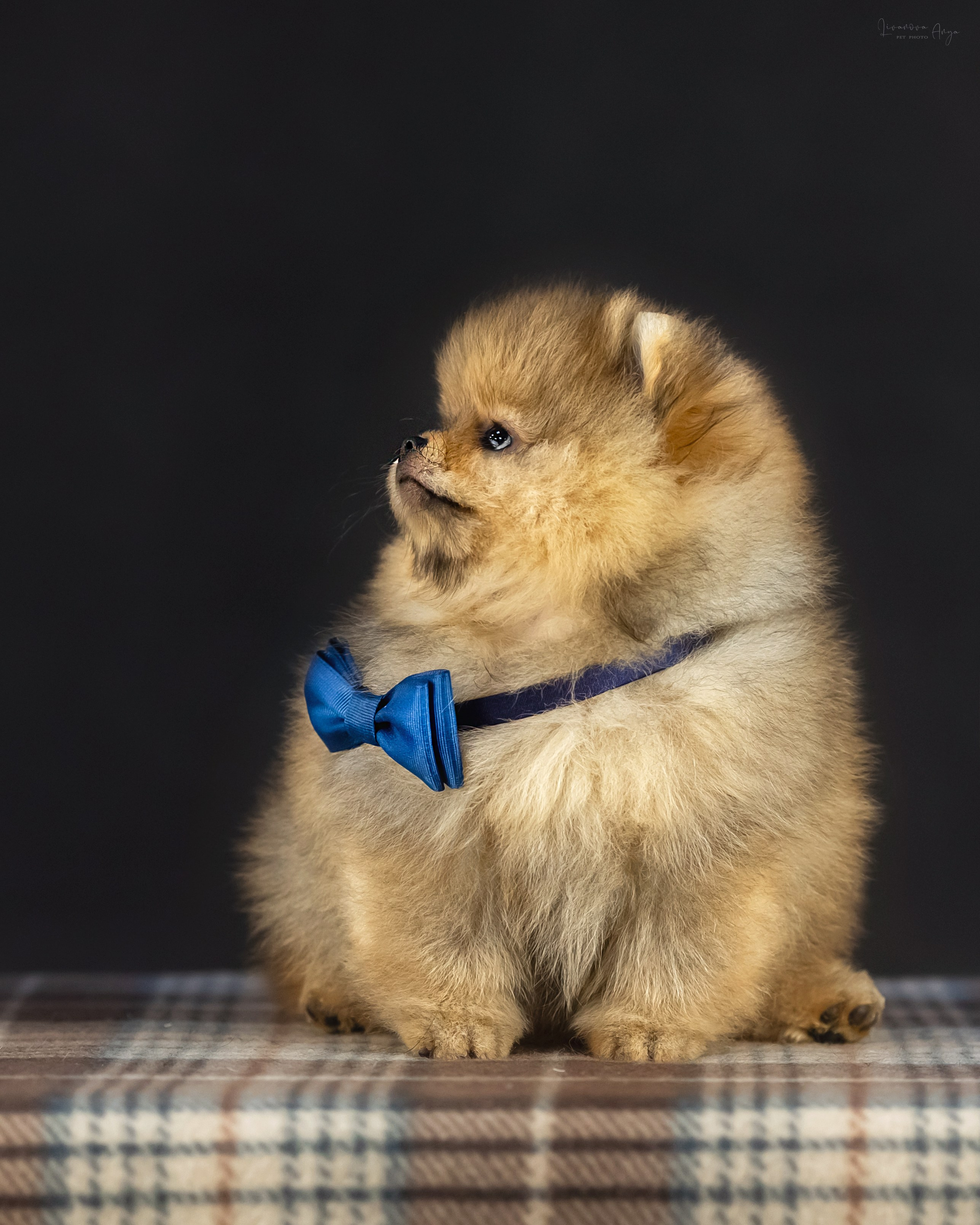 Шпикачки. Фотограф анималист Аня Ливанова | Рыбинск
