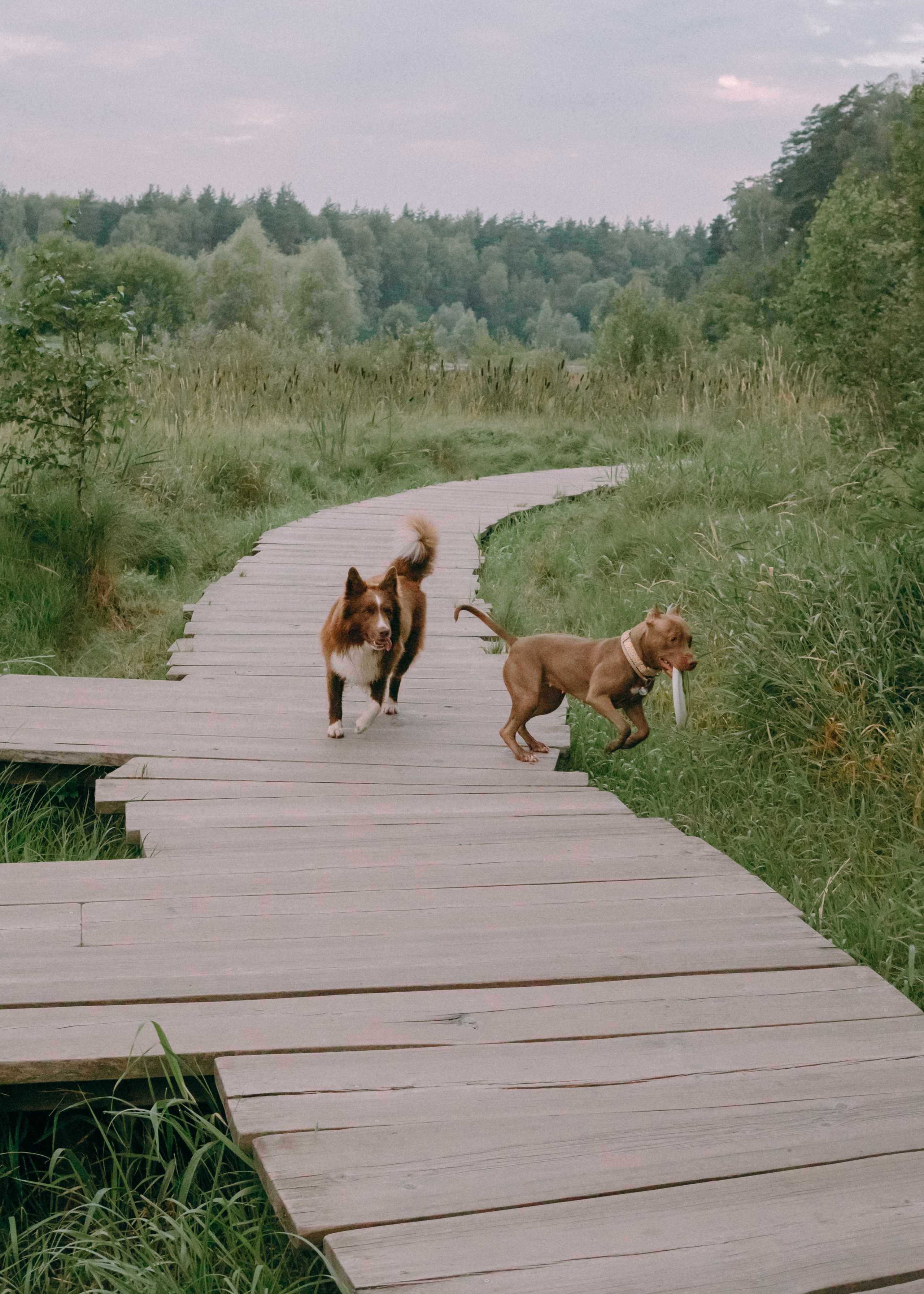 Виолетта, Лила и Питер. Фотограф-анималист Ксения Воробьева, Москва
