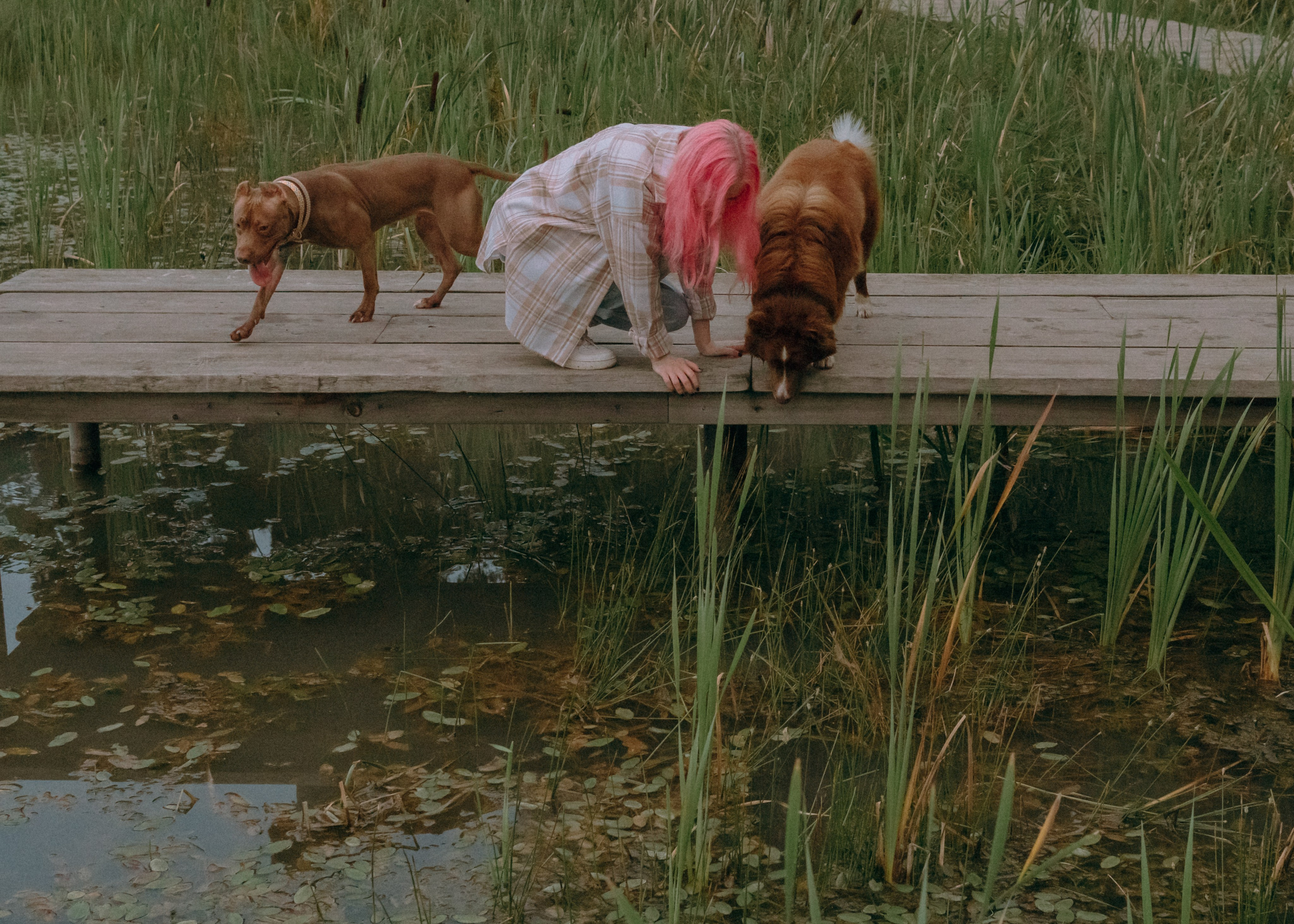 Виолетта, Лила и Питер. Фотограф-анималист Ксения Воробьева, Москва