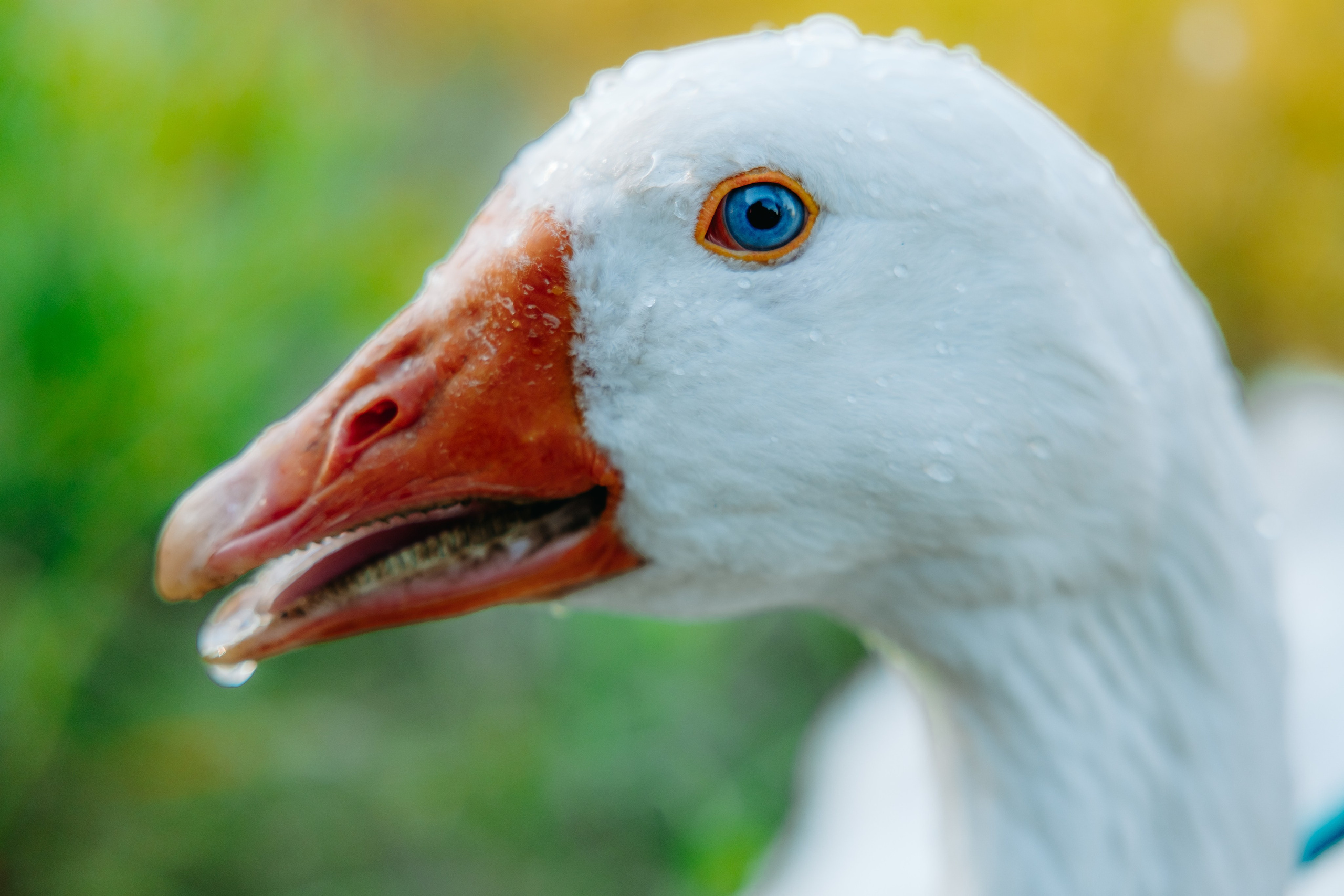 Глеб и Нильс. Фотограф в Саратове Александр Кухаренко. И не только в Саратове :)