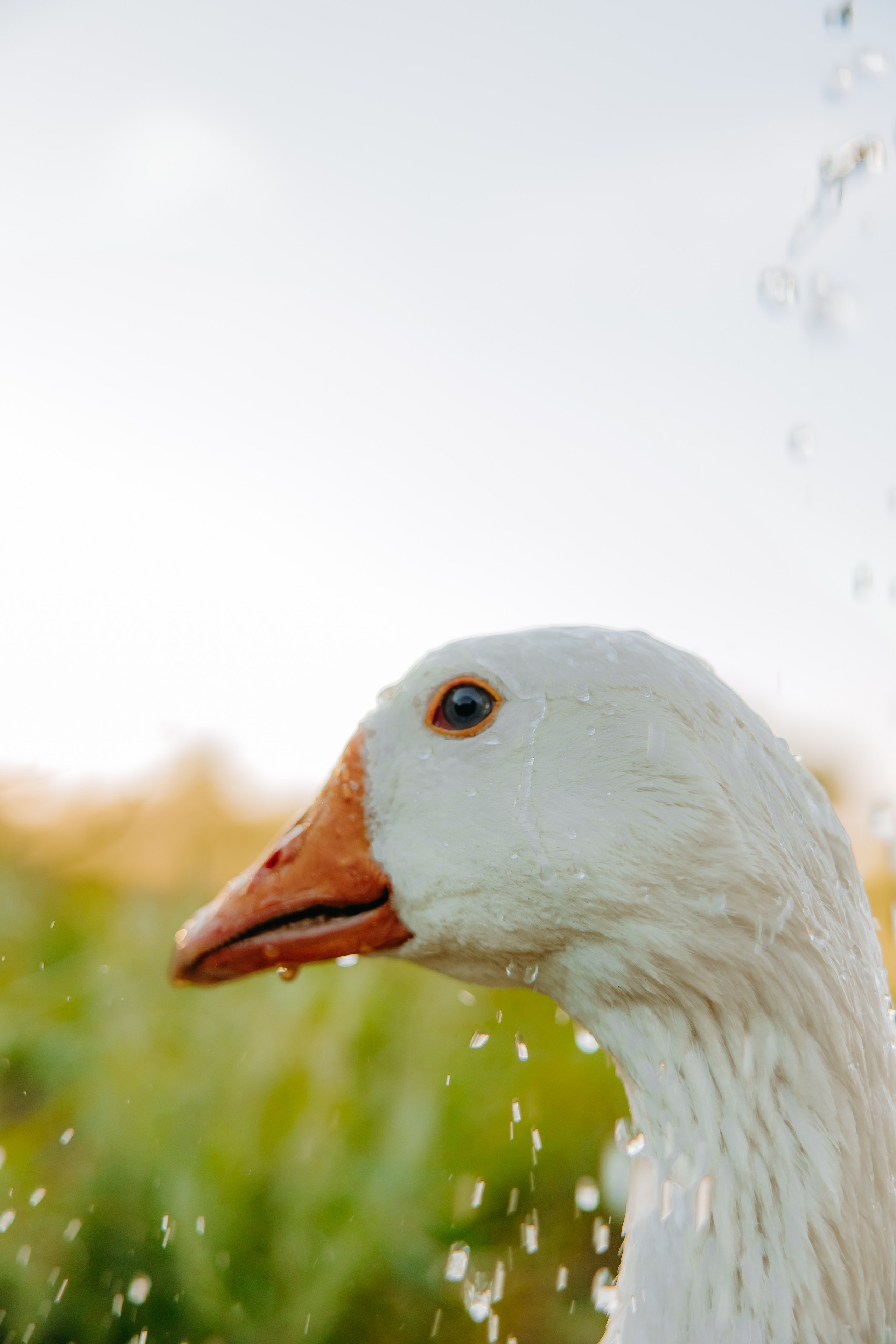Глеб и Нильс. Фотограф в Саратове Александр Кухаренко. И не только в Саратове :)