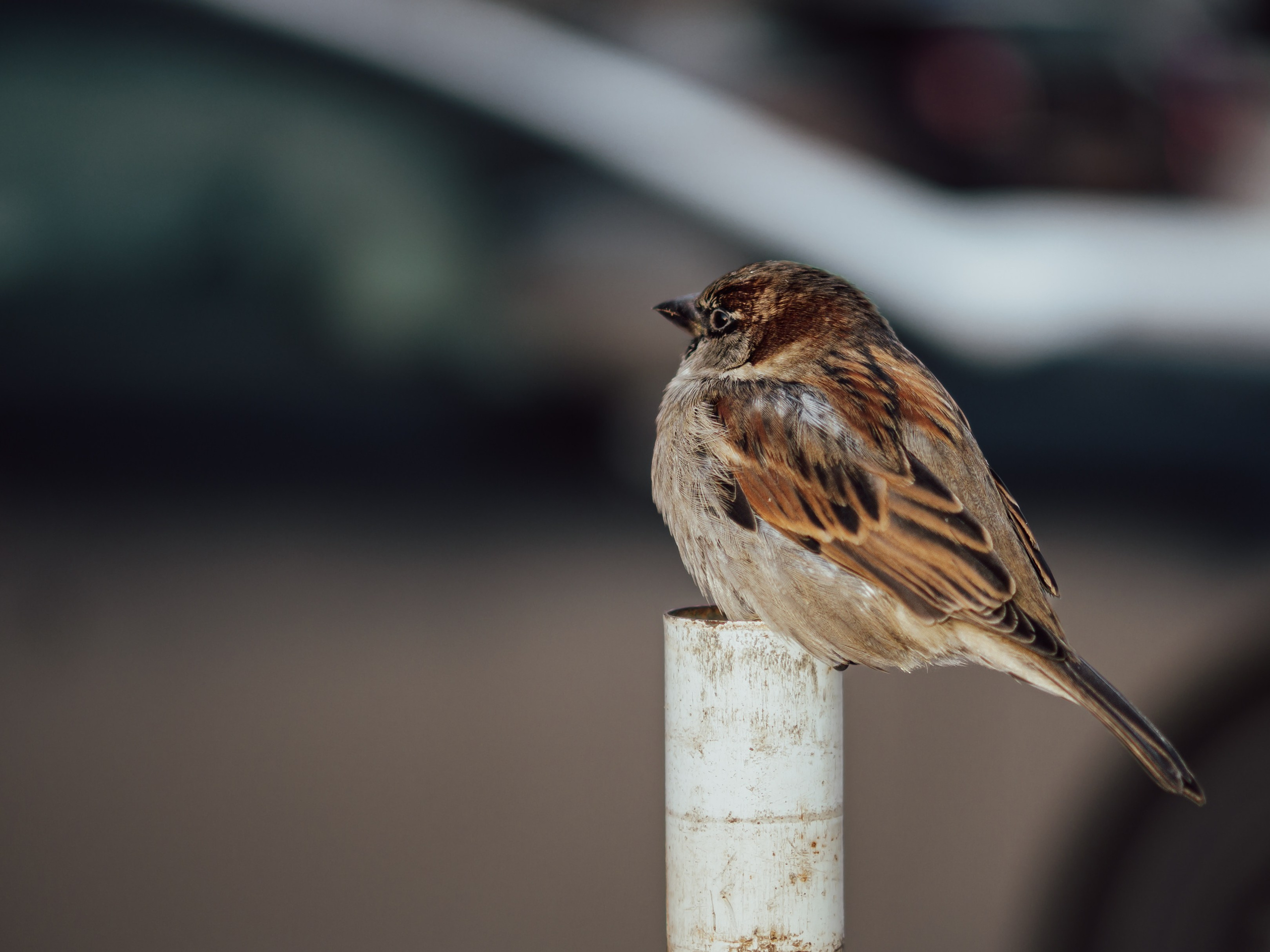 Воробьи. Профессиональная фотография от VladEstaf_StyloQArt: портреты, репортажи, семья