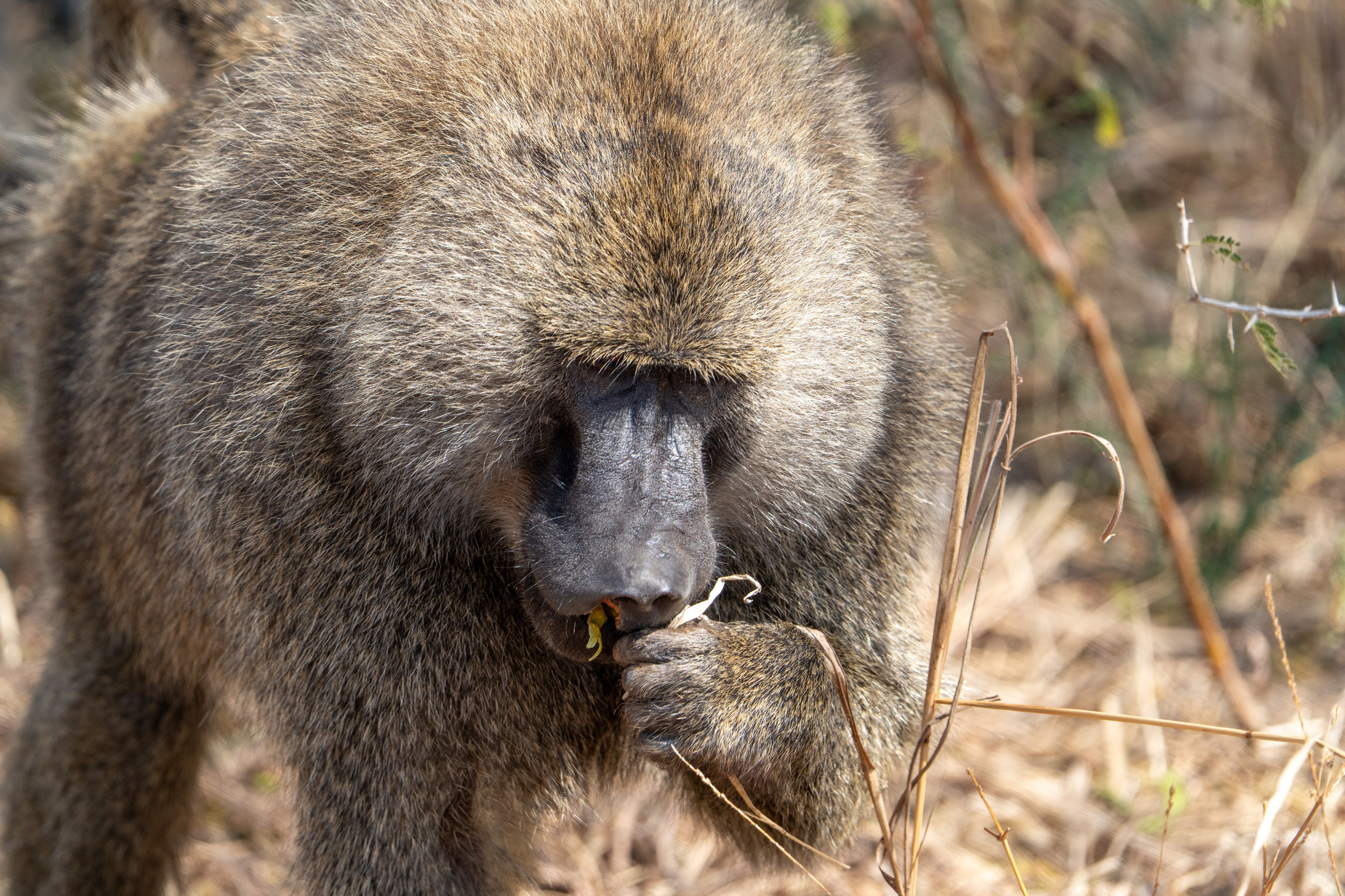 Танзания, сафари, 2025. Творческие сьемки