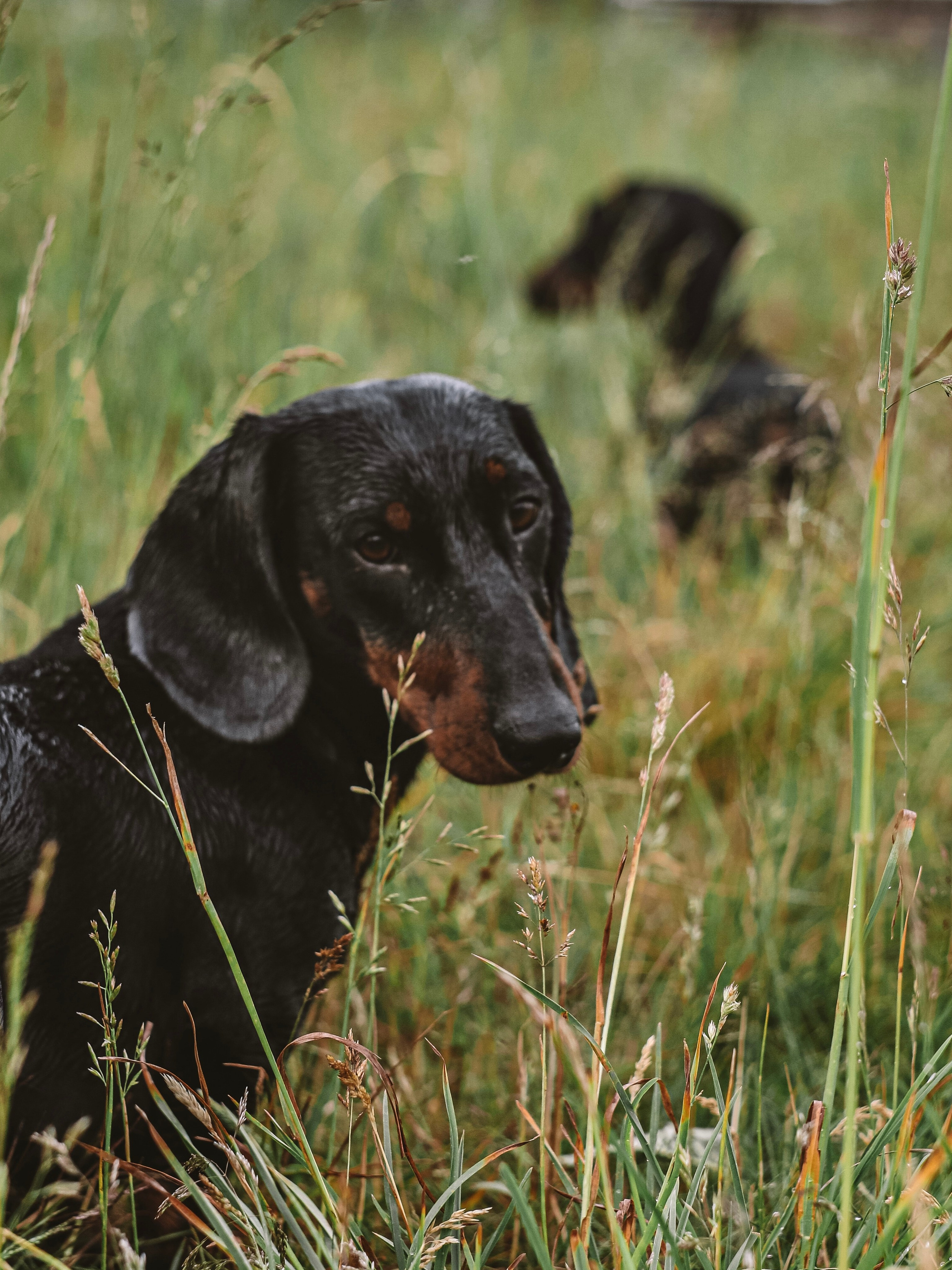 Собаки. Фотограф Ольга Мурзина