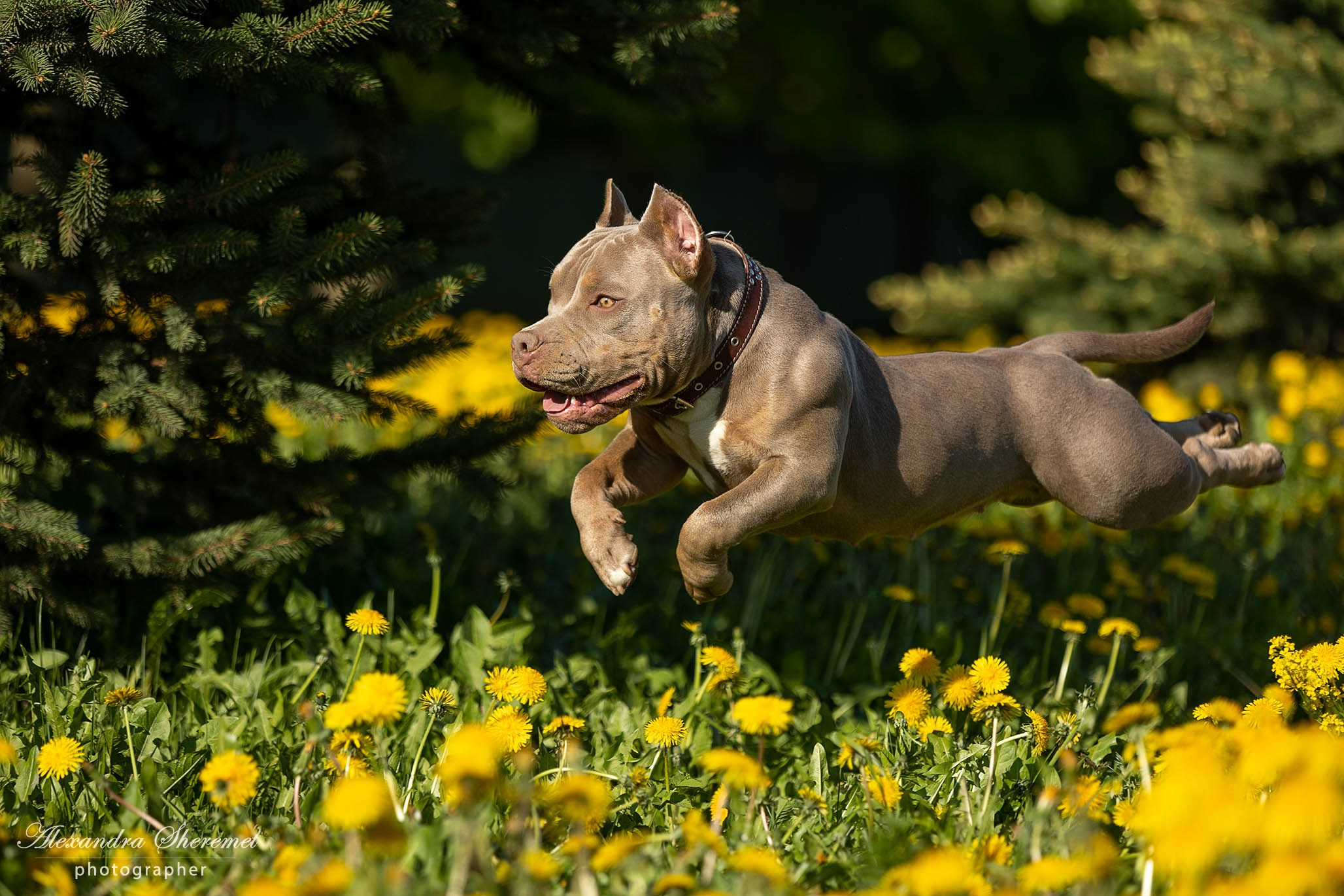 Булли. Фотограф-анималист Александра Шеремет