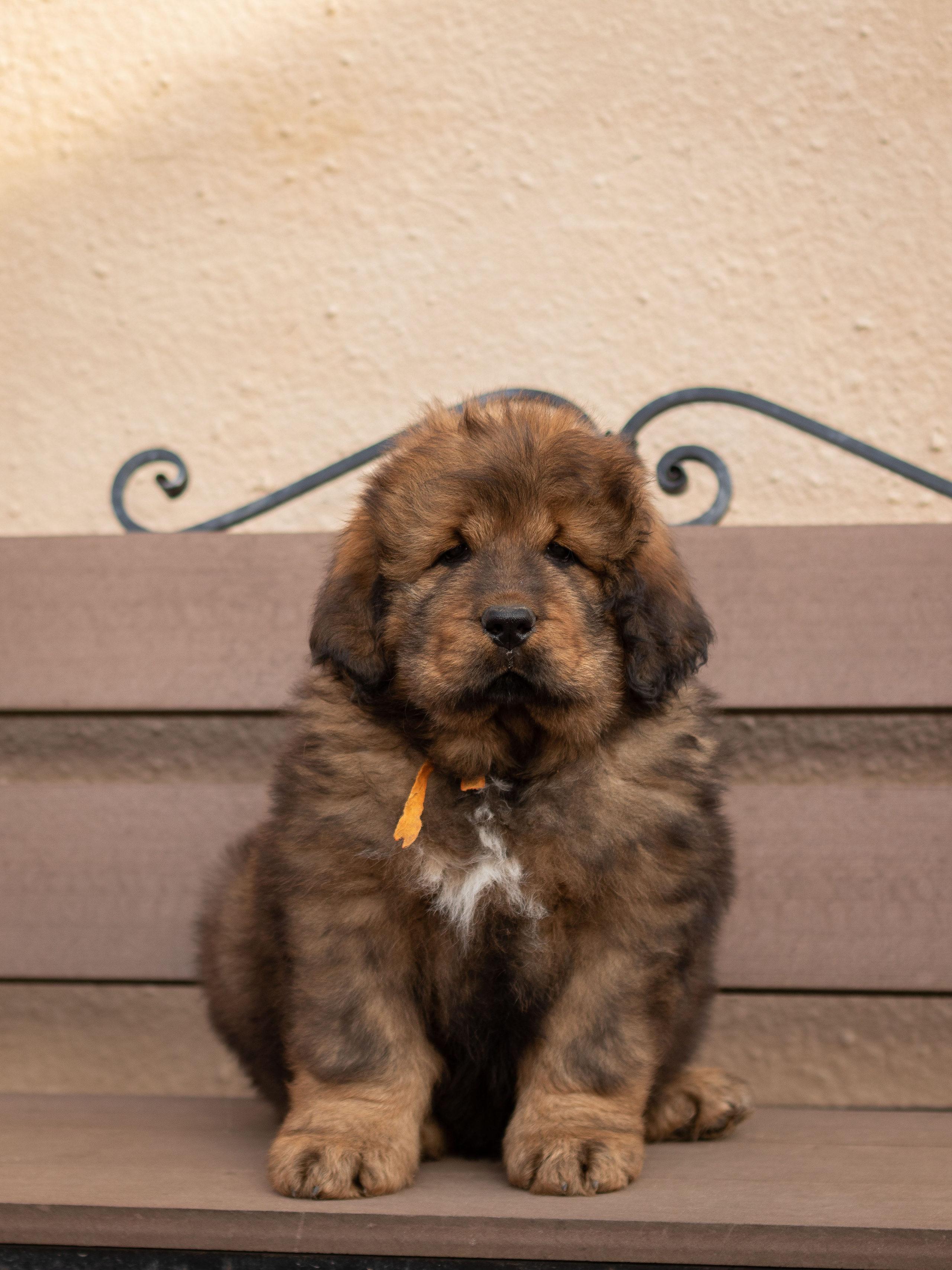 Тибетский мастиф. Юлия Микульская. Рыбинск