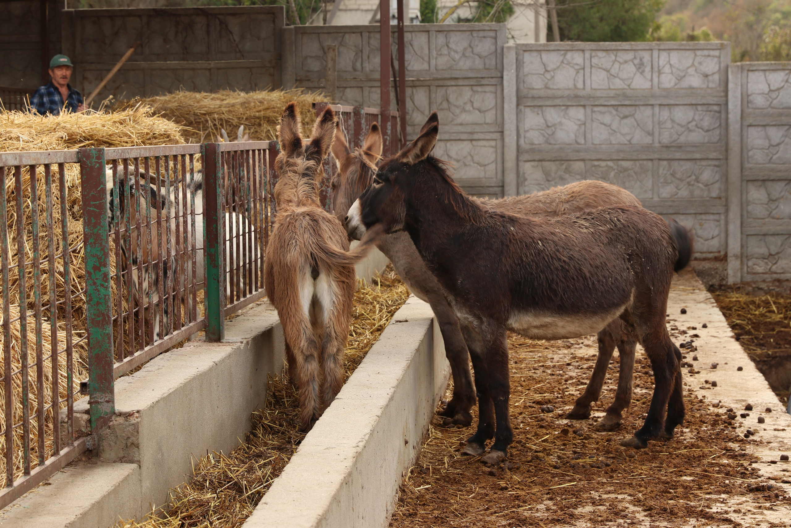 Крым. ЮБК (Гурзуф, Судак и их окрестности). Ноябрь 2023. Путешественник-фотограф из Санкт-Петербурга Татьяна Свистулина