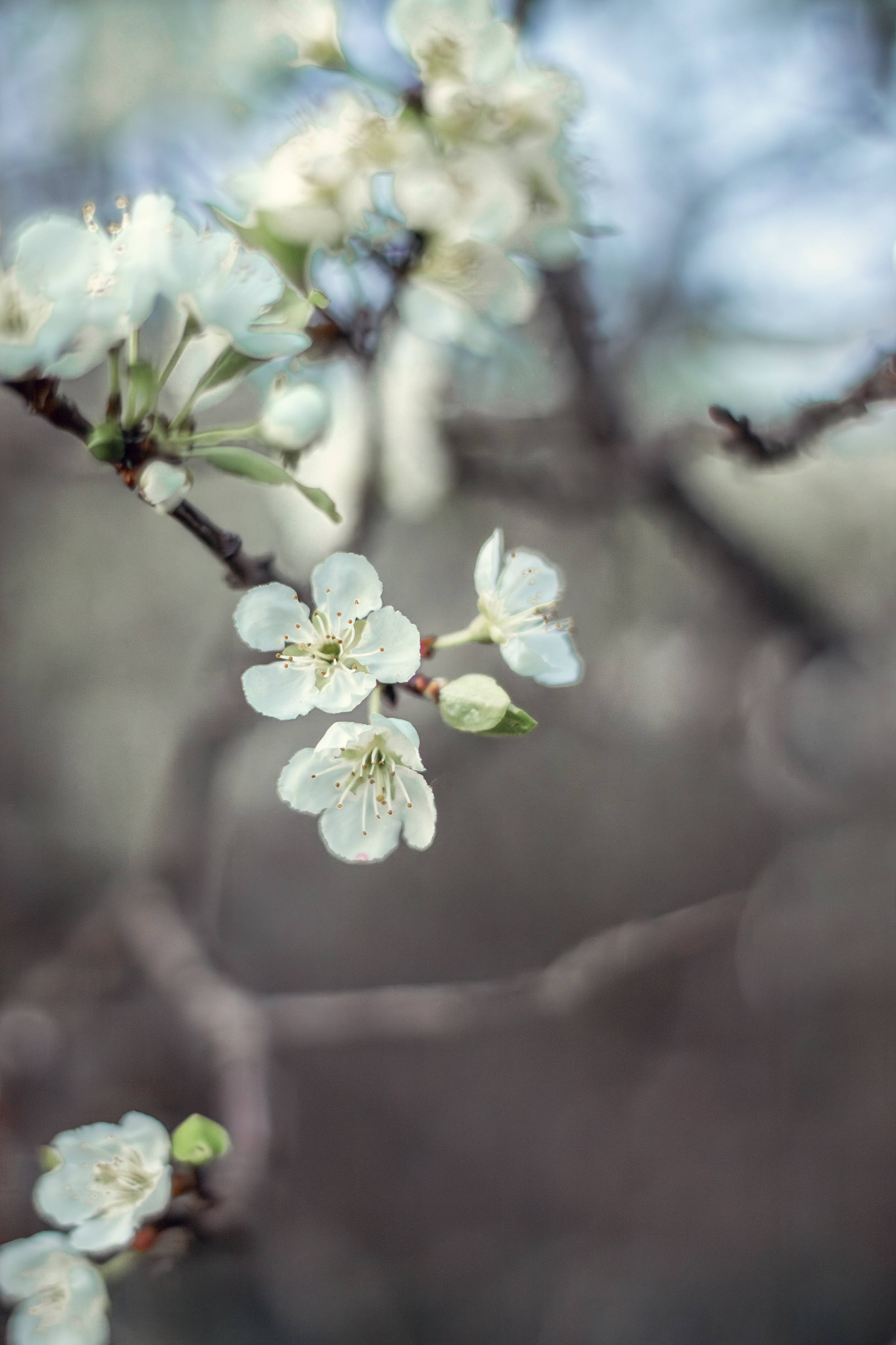 Весенняя съемка в саду. Свадебный и семейный фотограф Бологое Тверь — Ninel