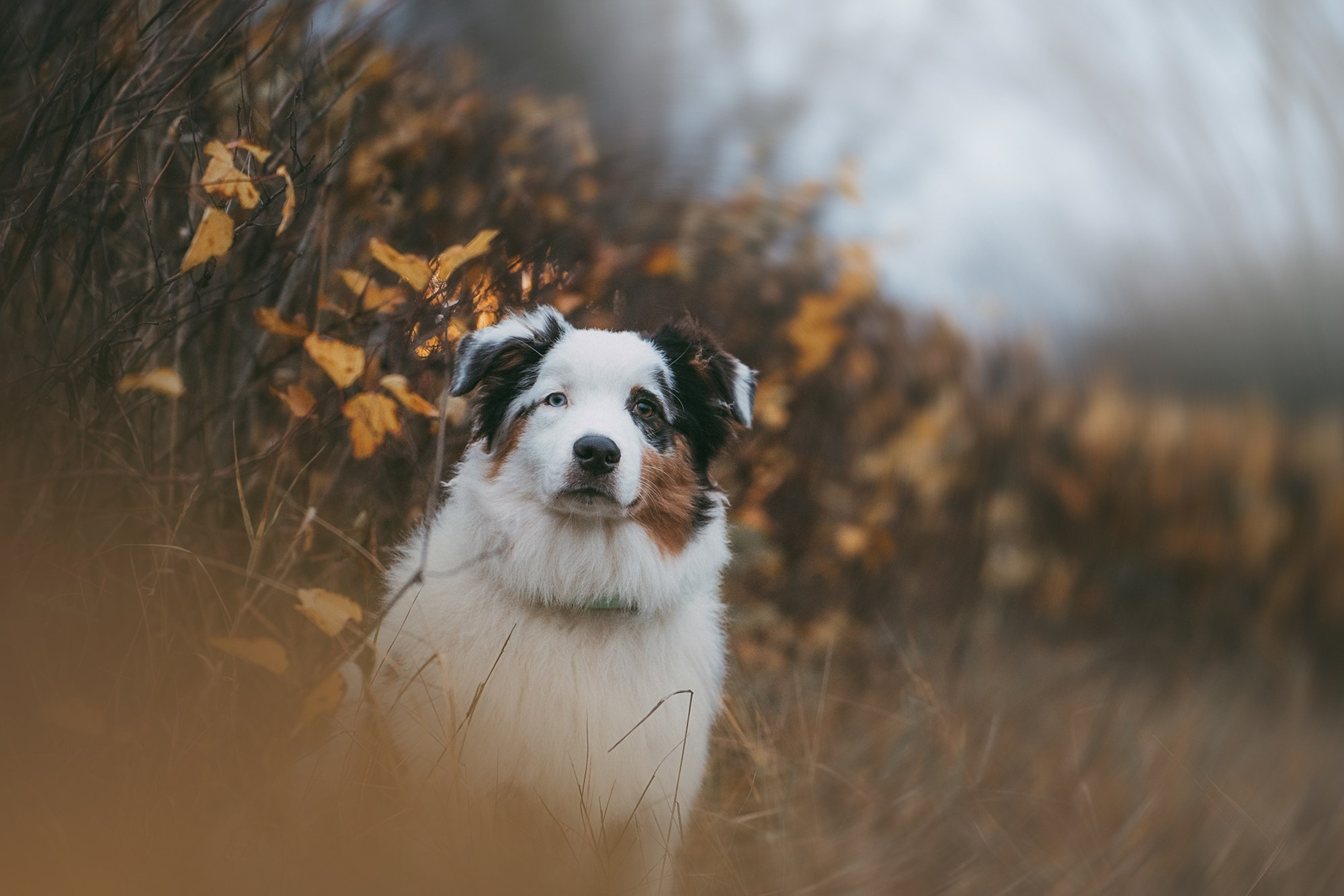 Лиза и Бублик. Фотограф анималист в Москве и Санкт-Петербурге Свиридова Анна