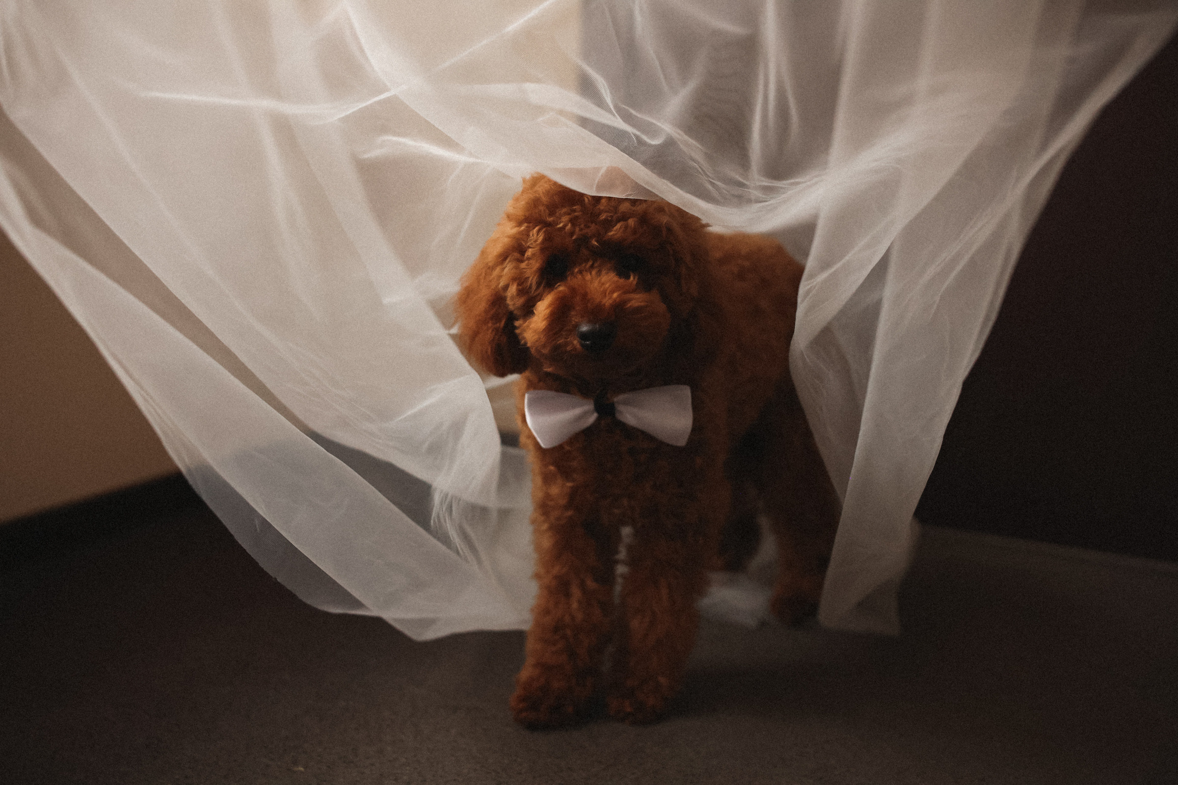 Герц. Свадебный фотограф в Ярославле Илья Жуков