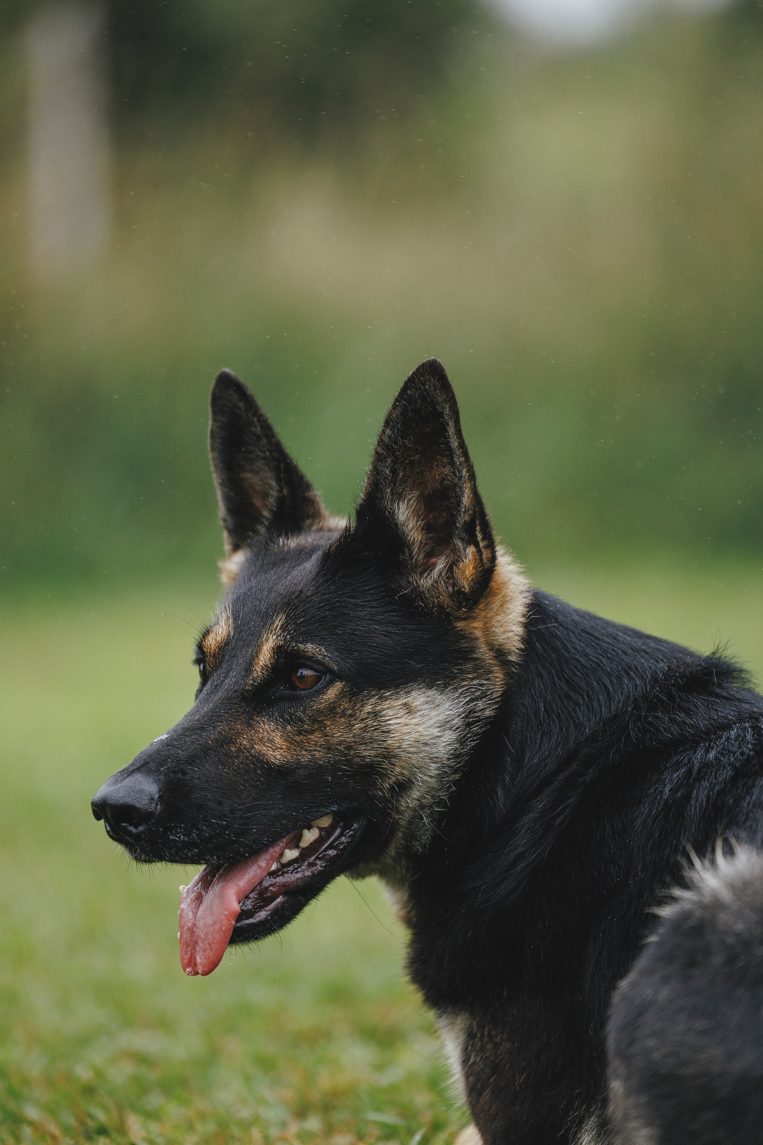 08.08.25-10.08.25 ЧР по мондьорингу г. Вологда. Фотограф-анималист Анна Маринич
