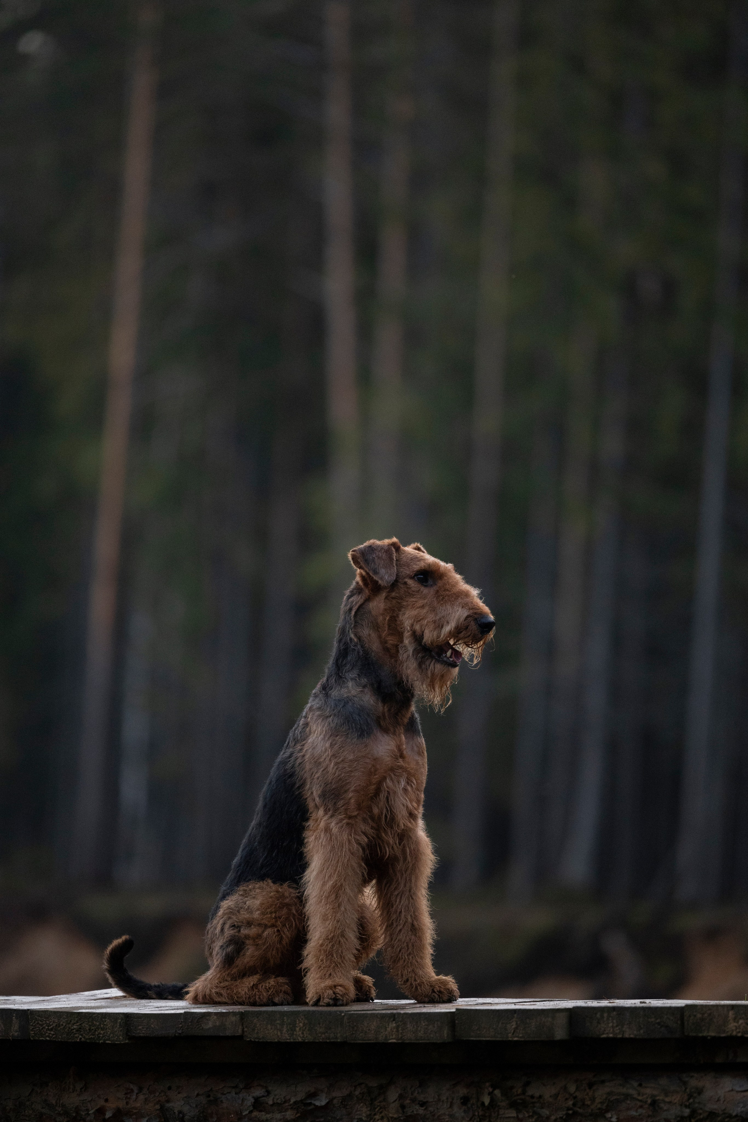 Харди. Фотограф-анималист Анна Маринич