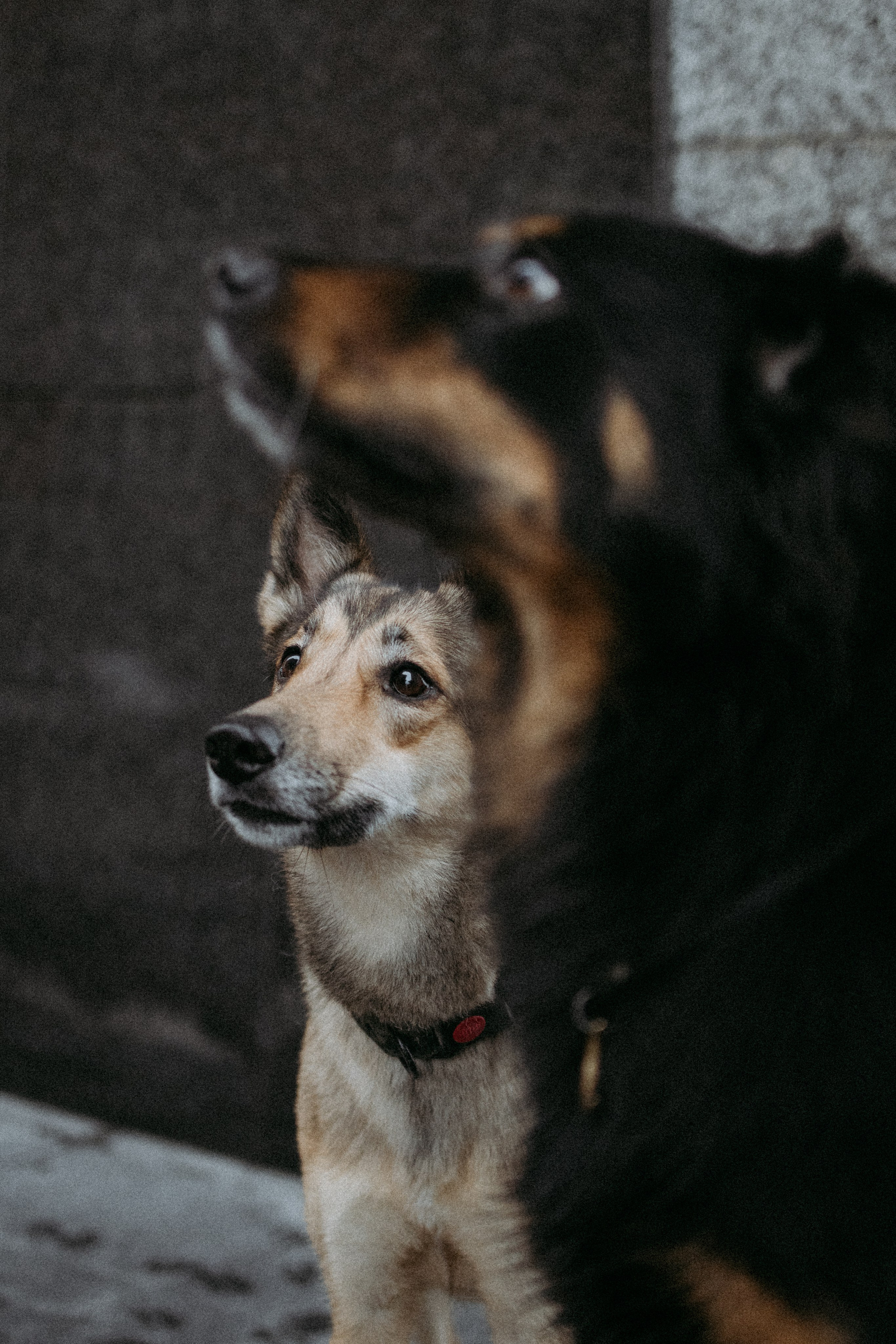 Саша, Ксюша и их банда. Фотораф — анималист Мария Шистка