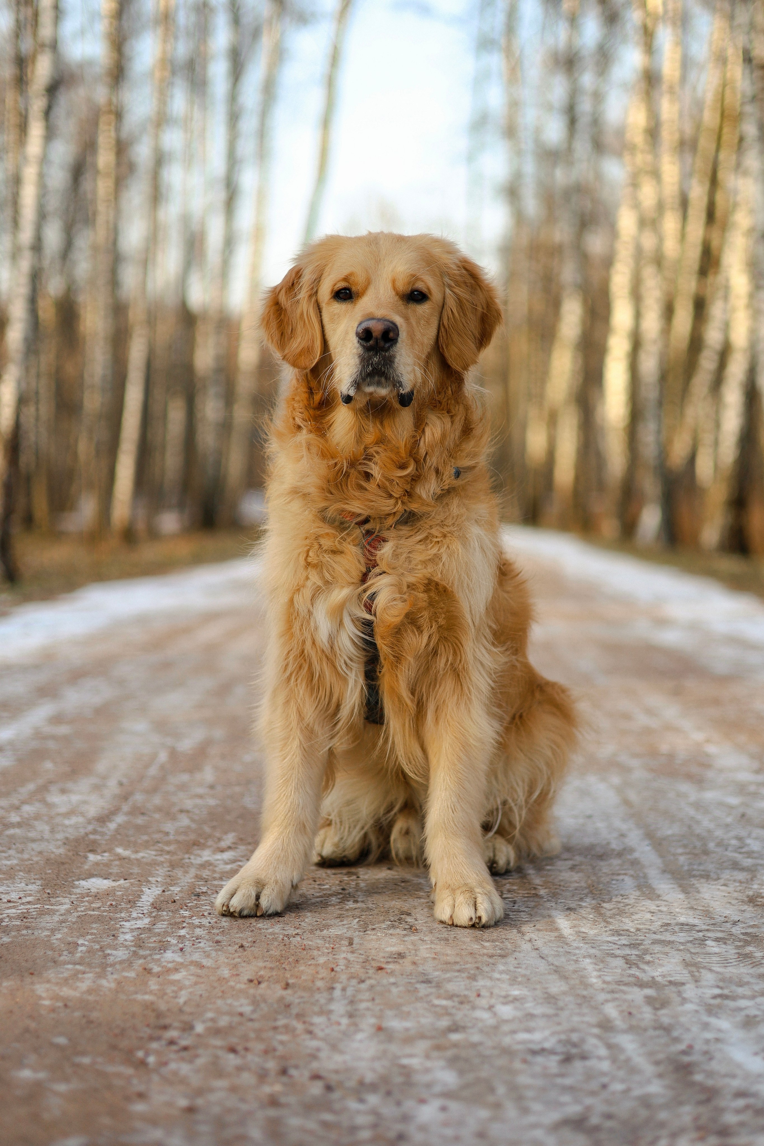 Лёва и Катя. Фотограф-анималист Ксения Шевцова|Москва
