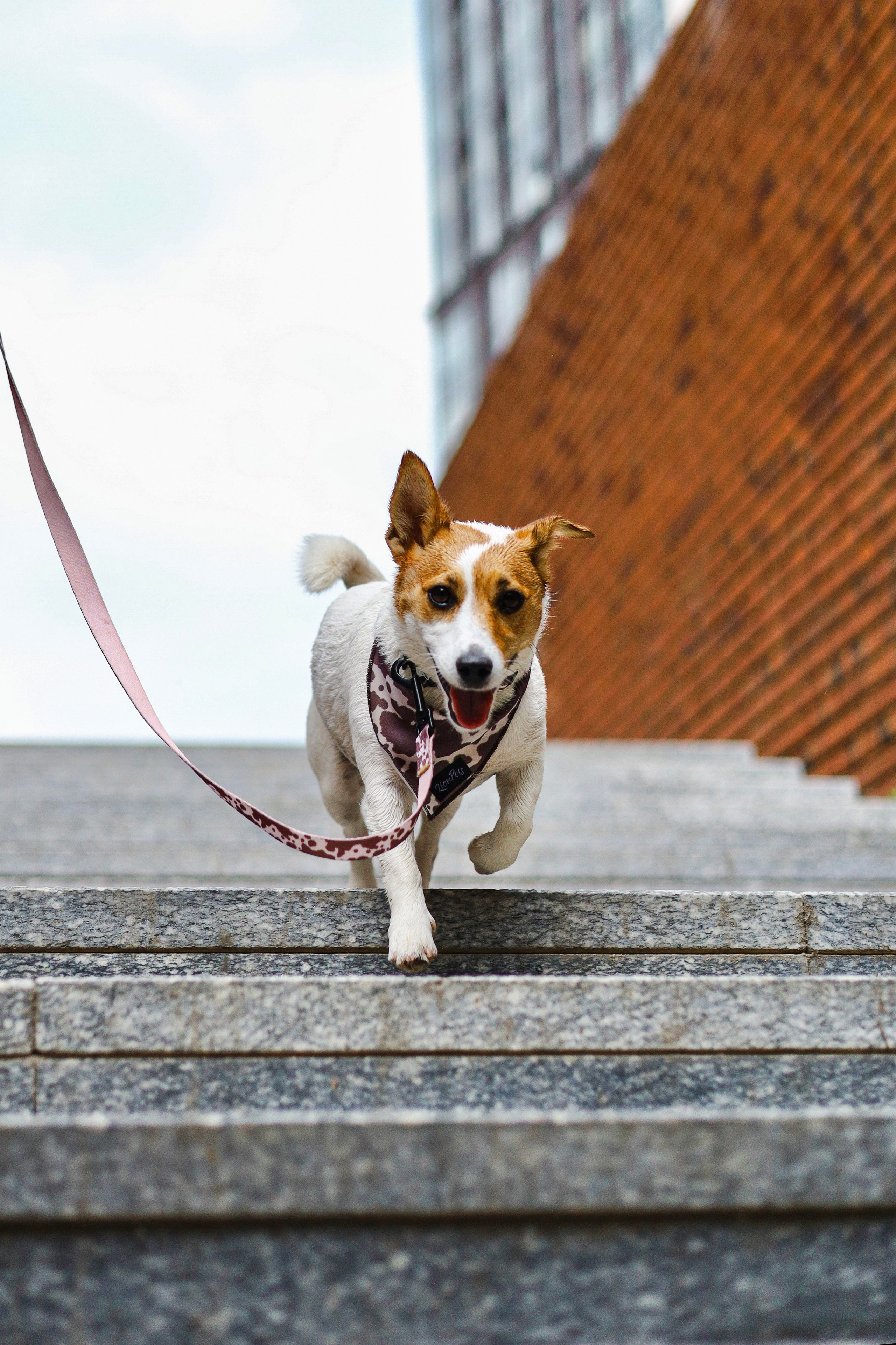 Холли и Катя. Фотограф-анималист Ксения Шевцова|Москва