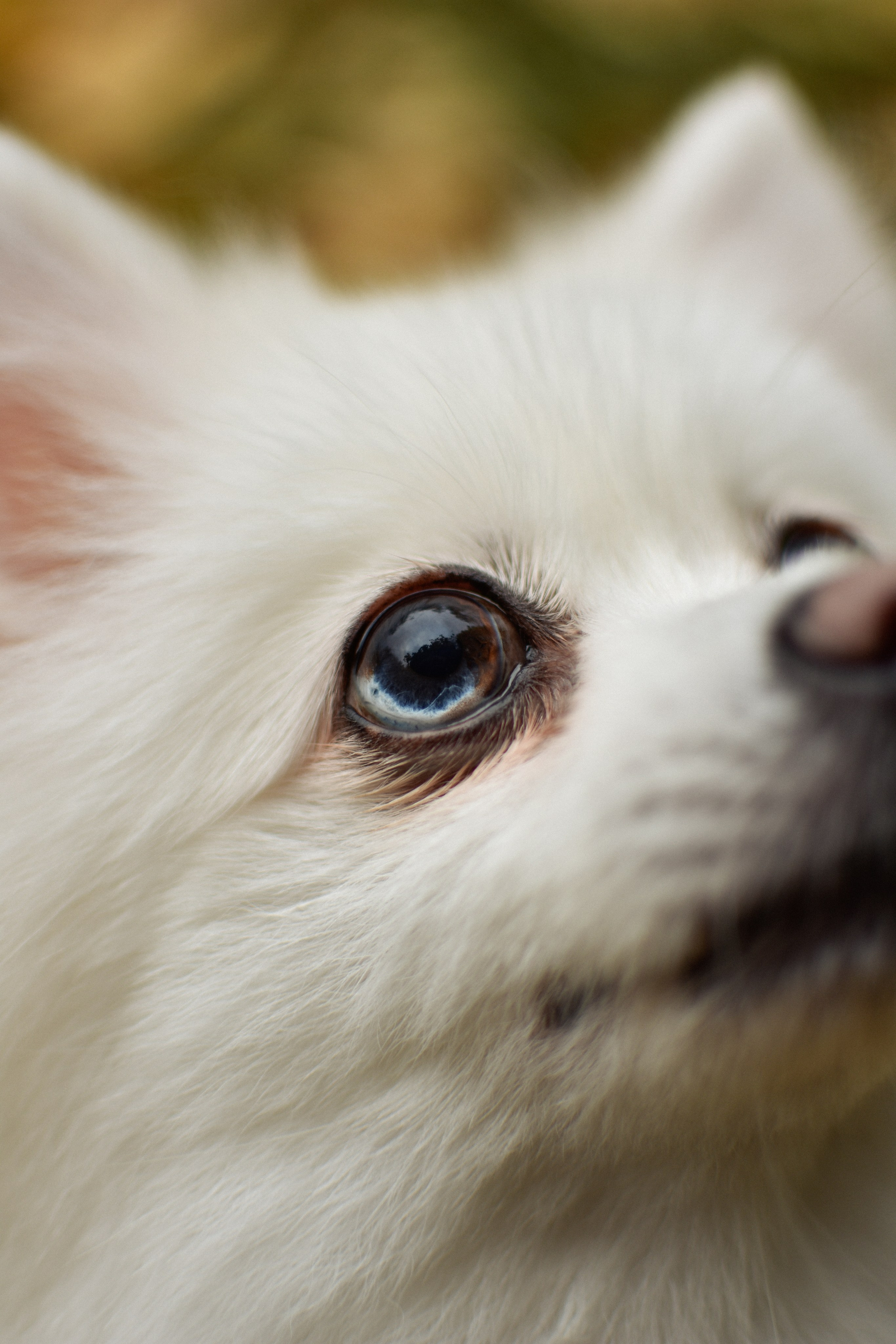 Анабель и Саша. Фотограф-анималист Ксения Шевцова|Москва