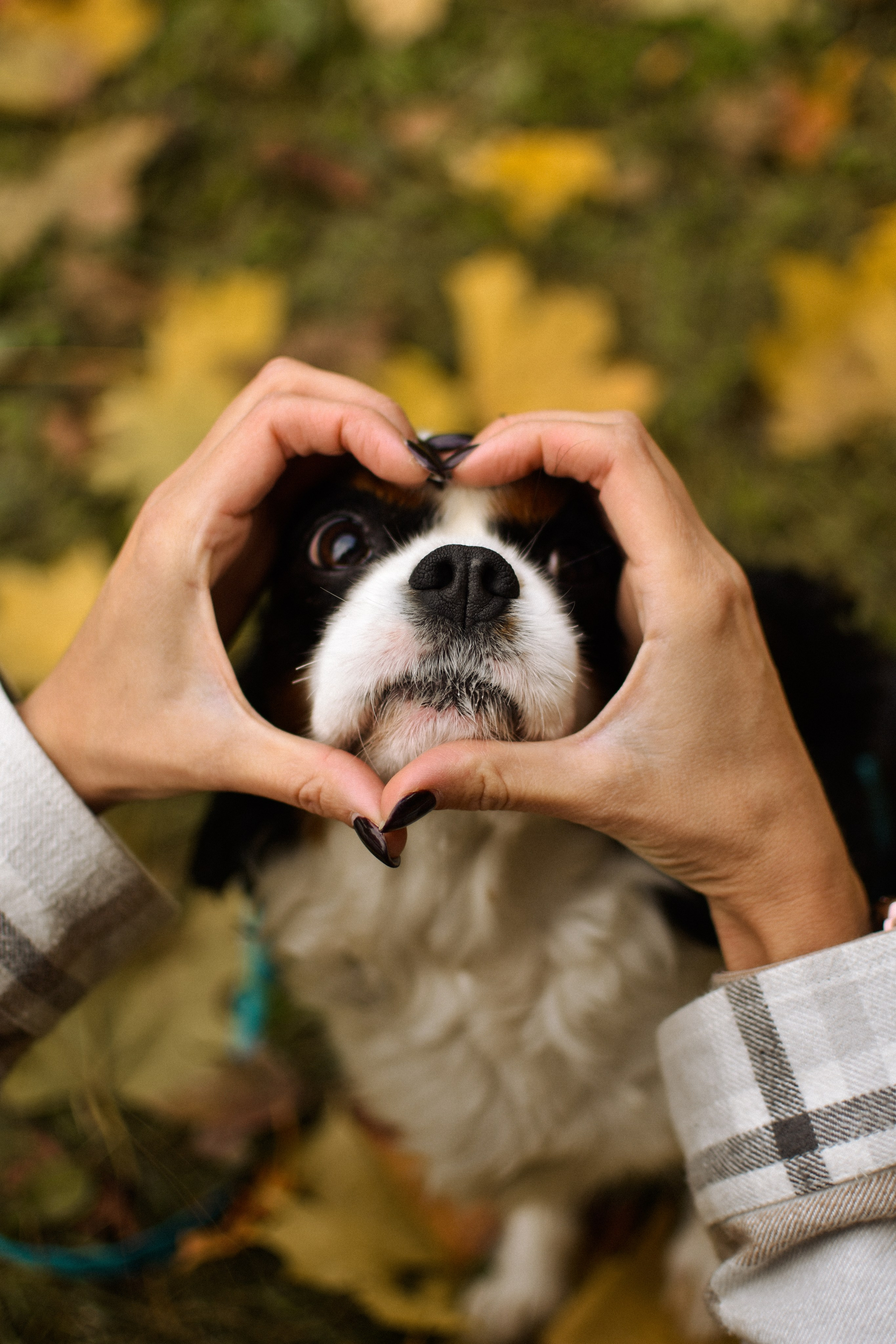 Молли, Кристина и Полина. Фотограф-анималист Ксения Шевцова|Москва