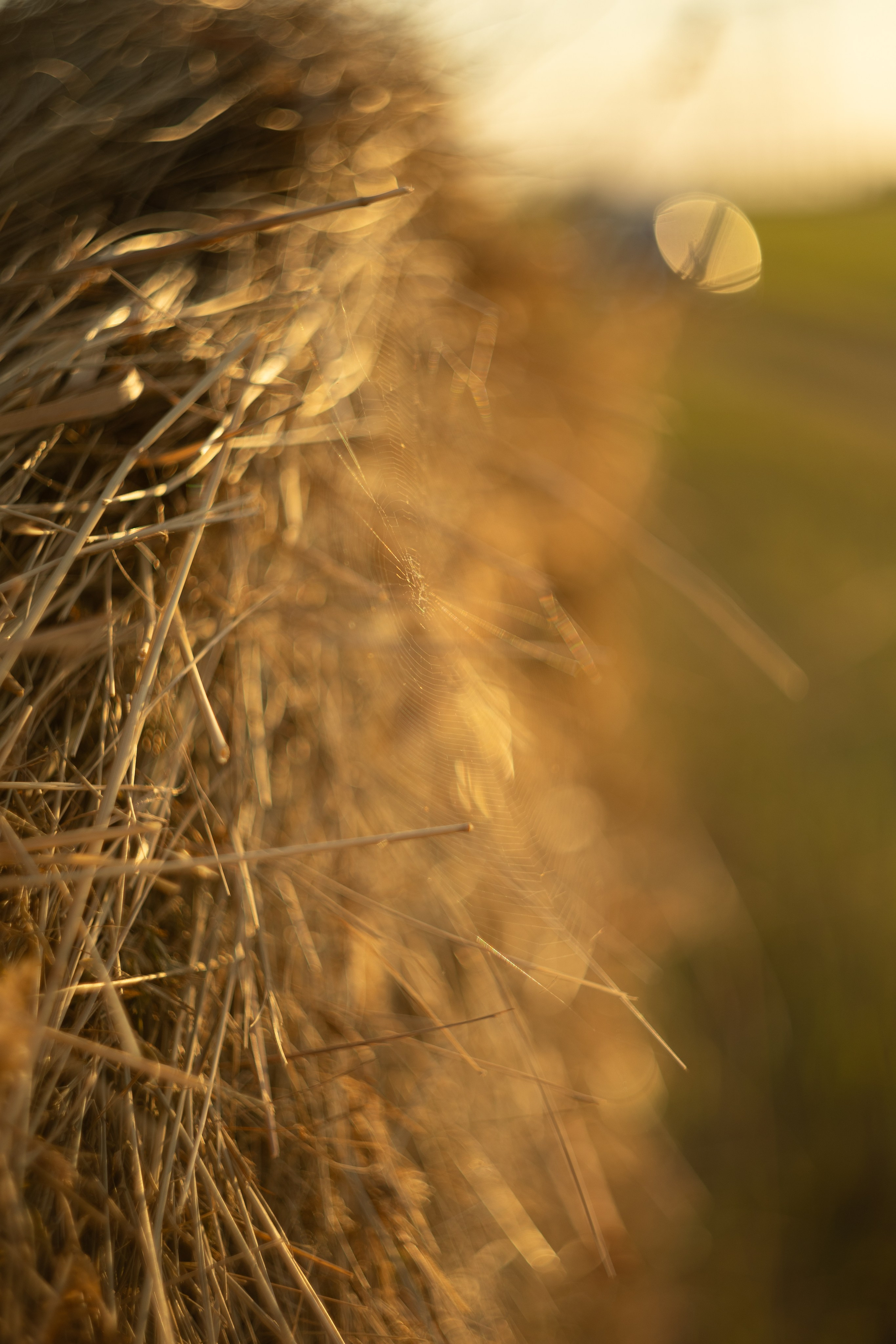 Фото прогулки. Предметный фотограф и фотограф в стиле Lifestyle