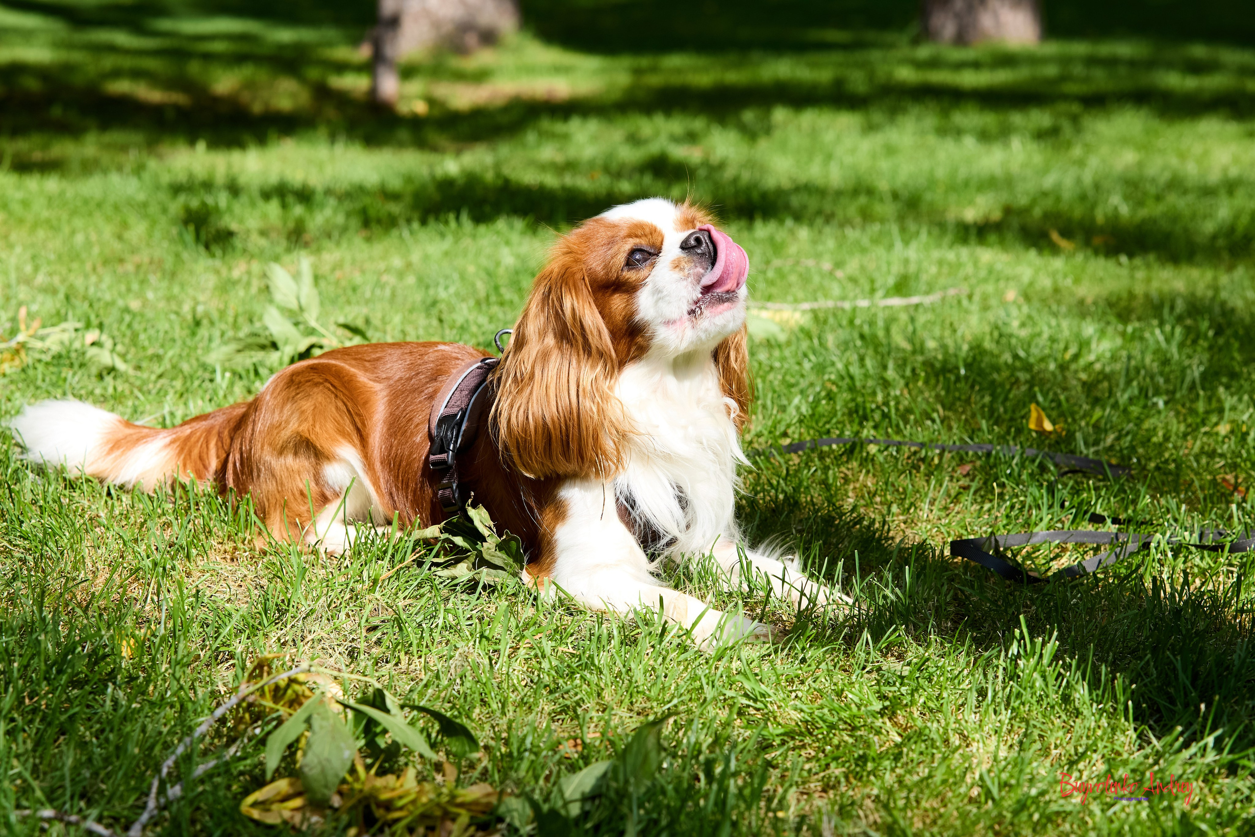 Фотопрогулка с кавалерами. Buyvolenko Andrey