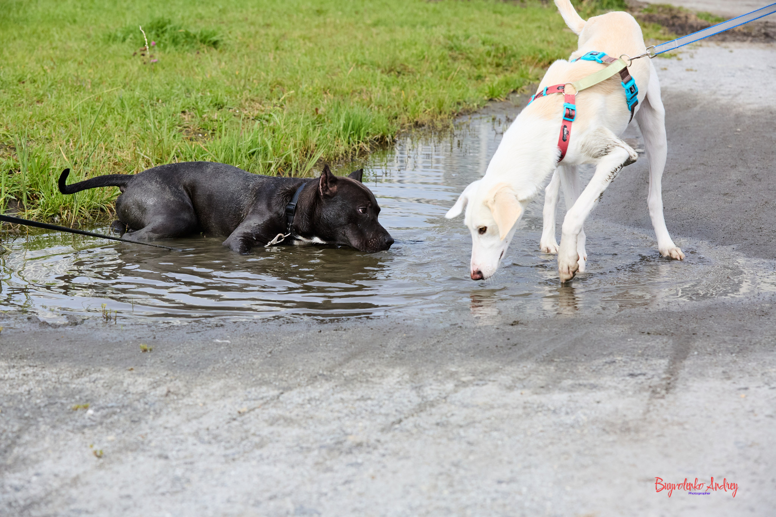 Проект фотопрогулка с хвостиком. Buyvolenko Andrey