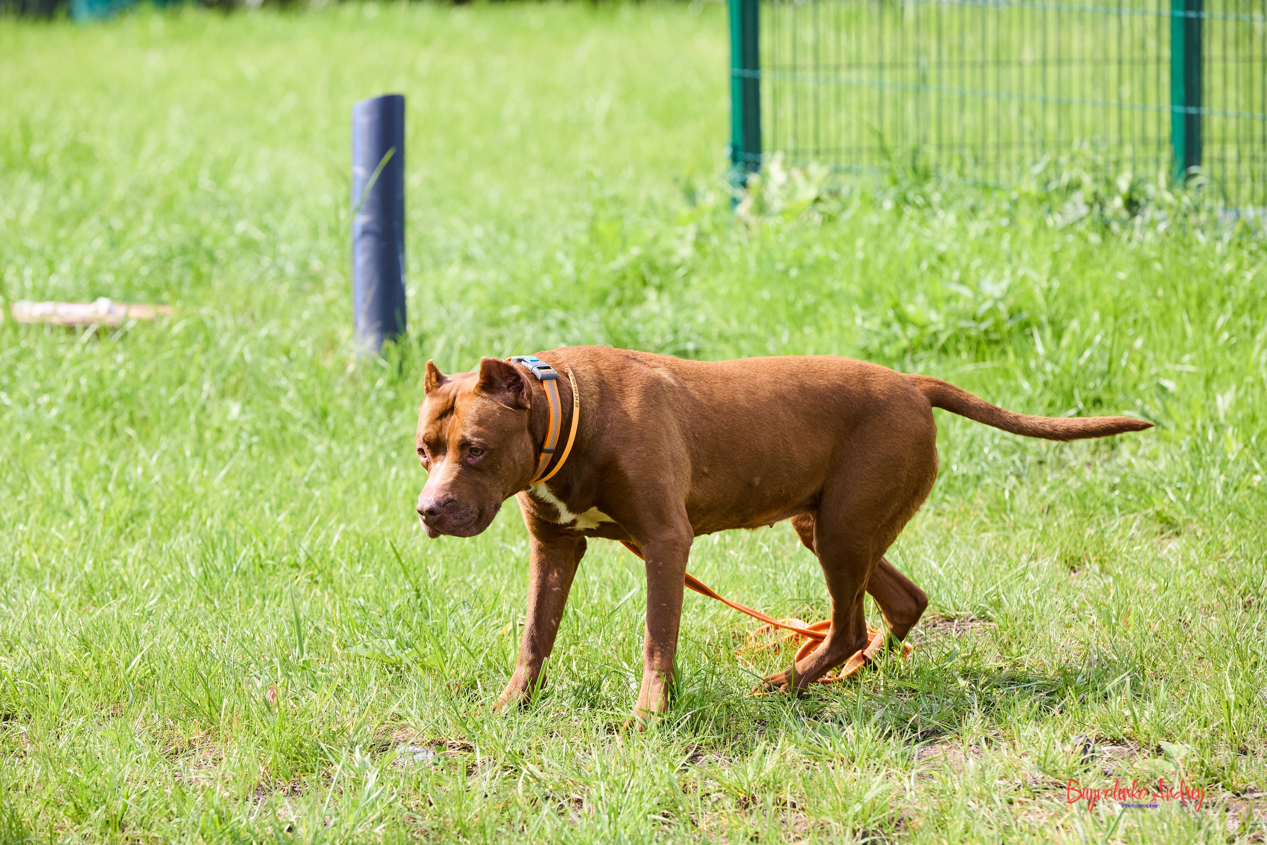 Проект фотопрогулка с хвостиком. Buyvolenko Andrey