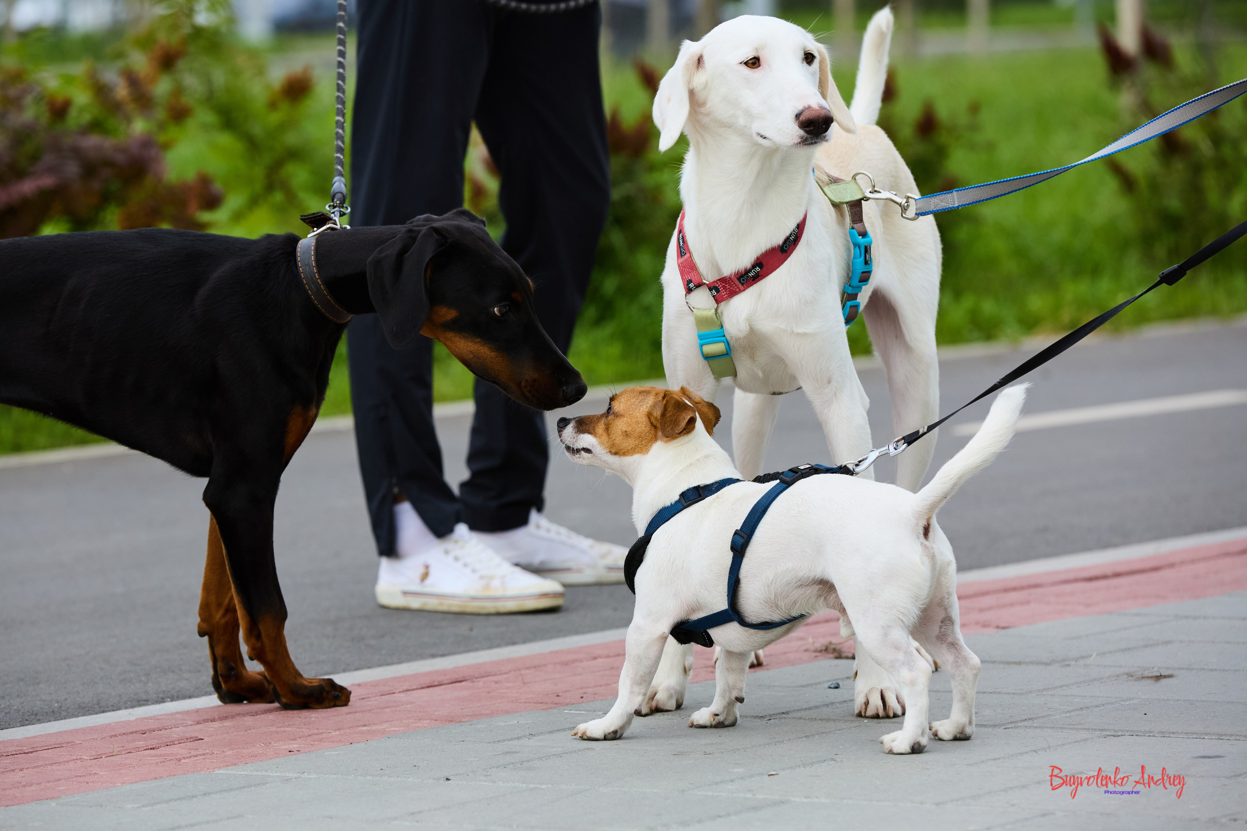 Проект фотопрогулка с хвостиком. Buyvolenko Andrey