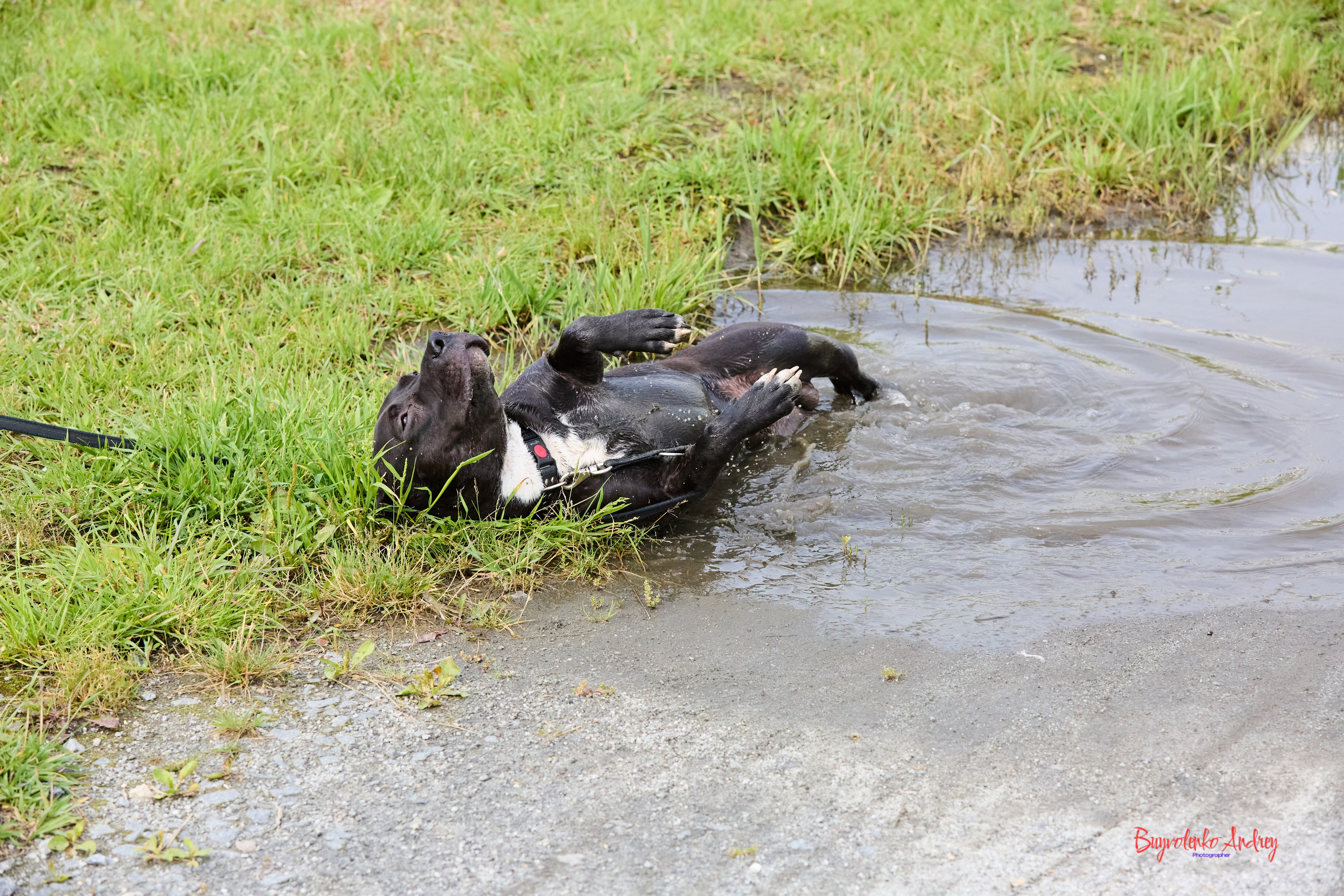 Проект фотопрогулка с хвостиком. Buyvolenko Andrey