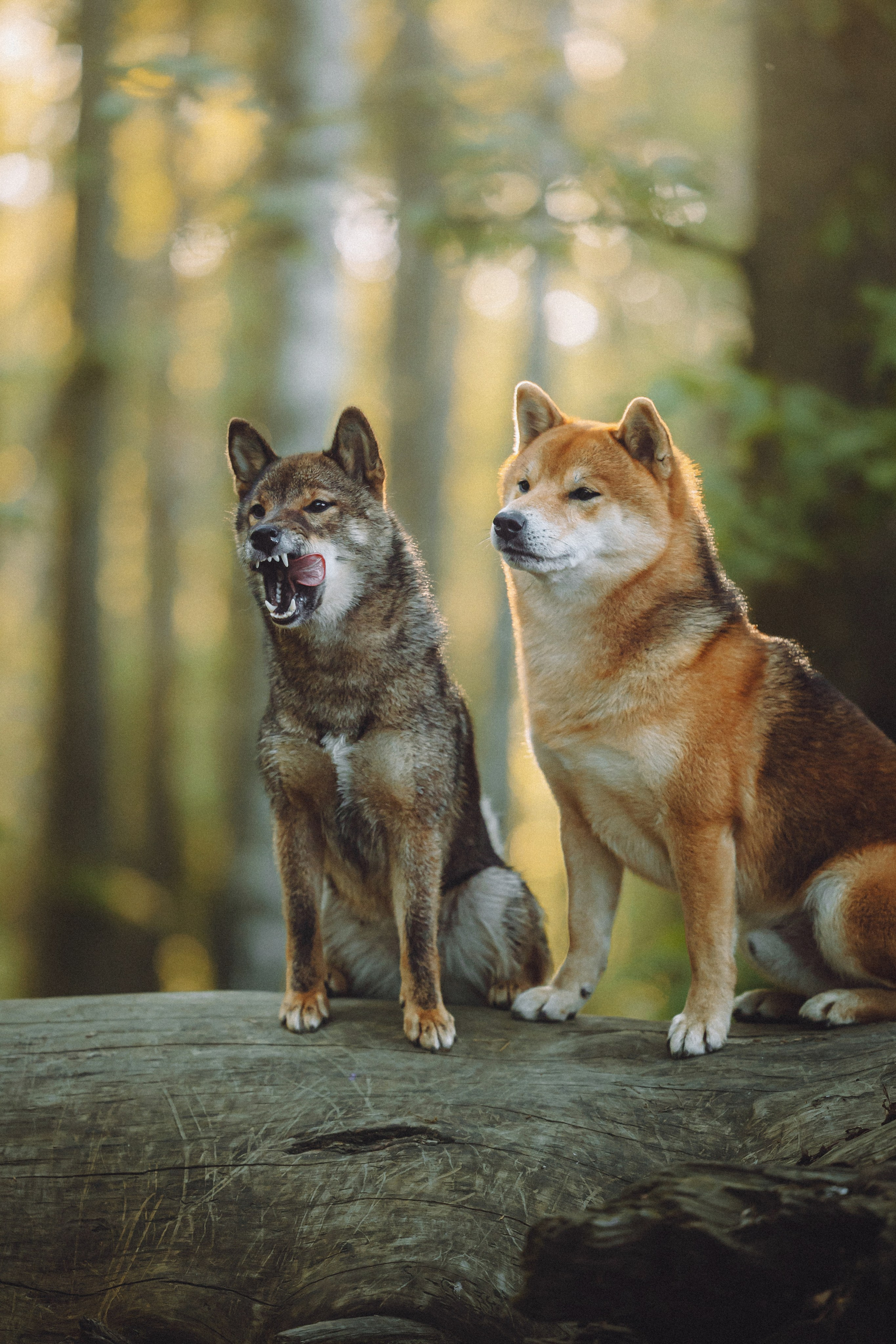 Шед, Цири, Чиби, Цера и их семья