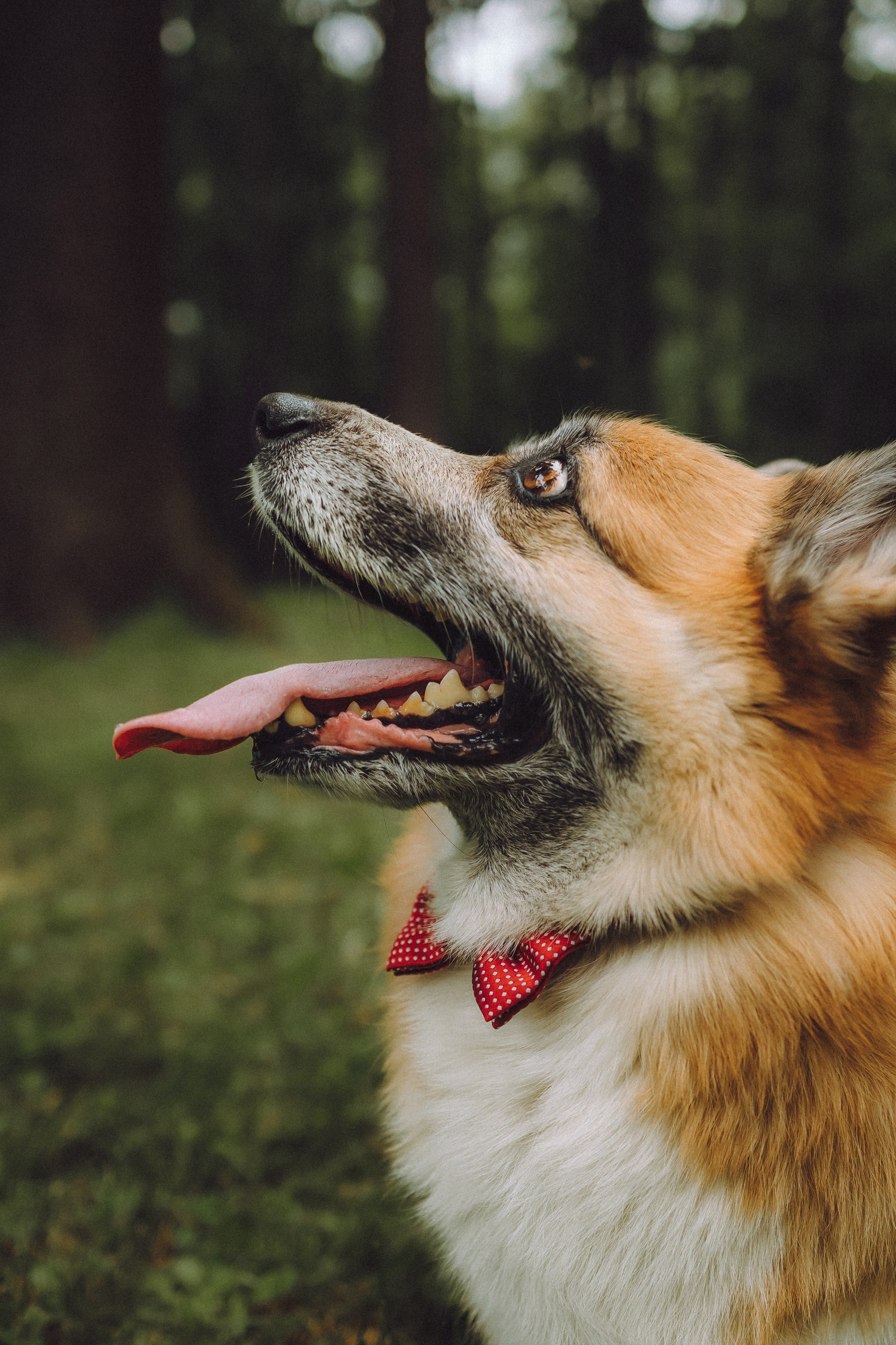 Ира, Леша и Харли